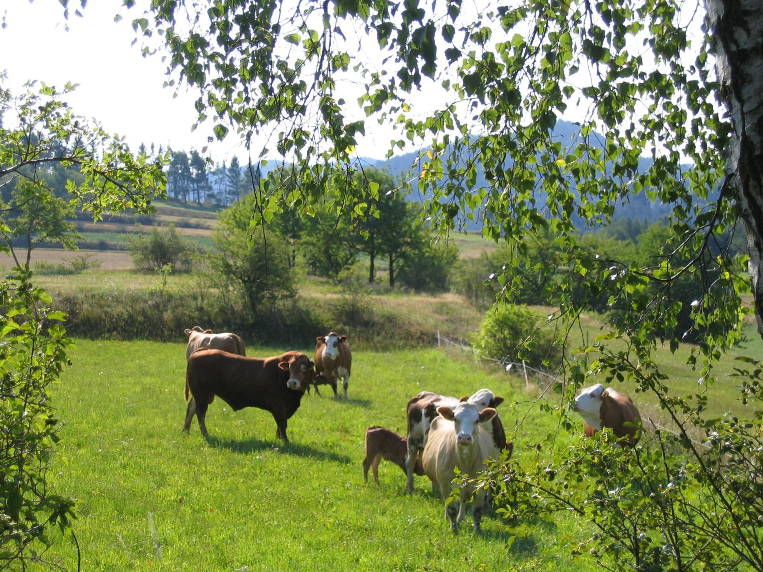 Ferienhof Stanzl