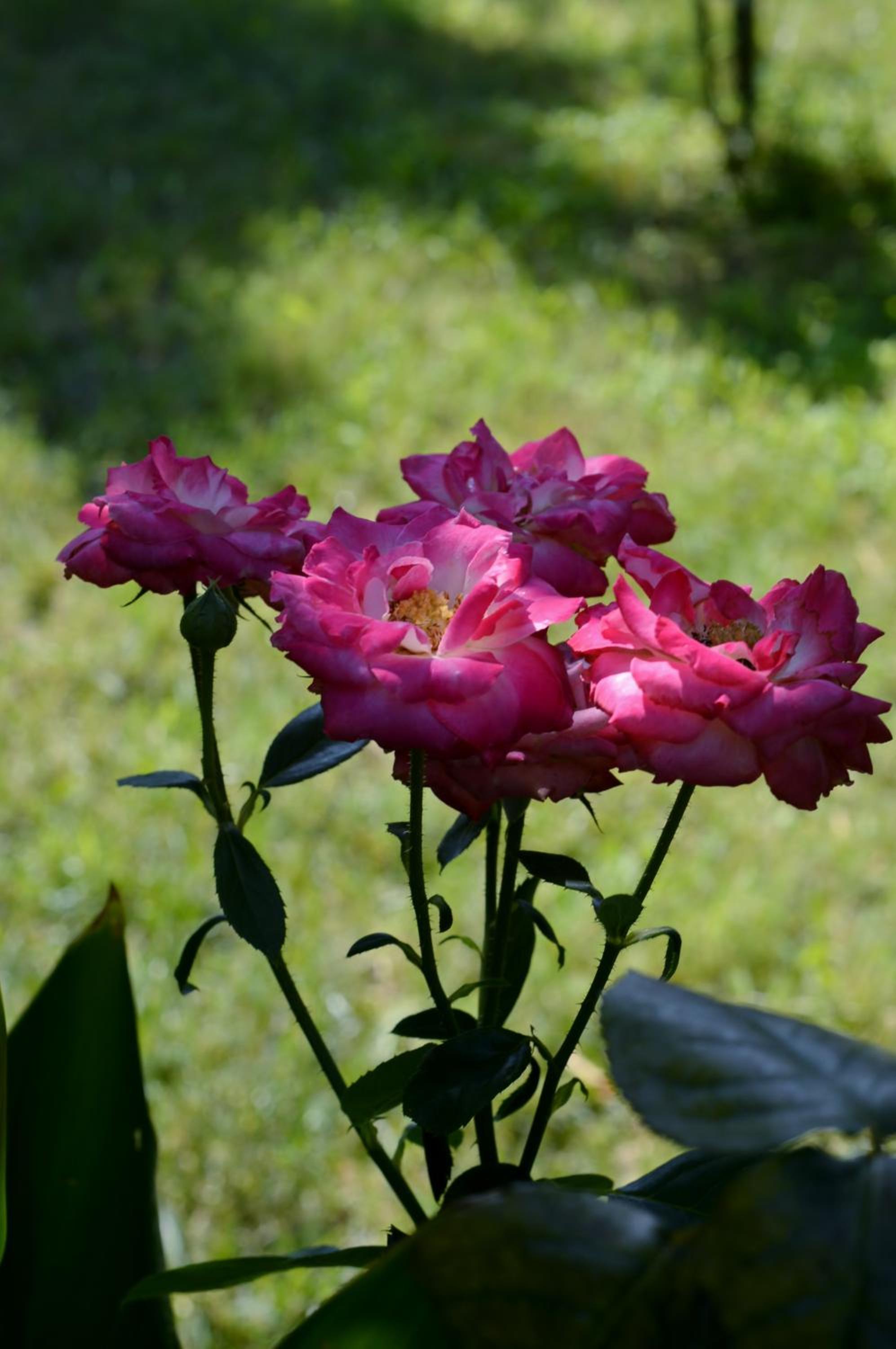 Photo 29