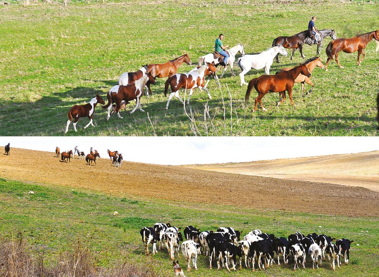 Masseria Straziuso - La Vaccariccia