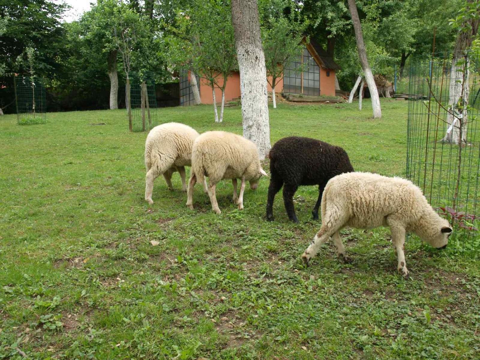 Photo 47