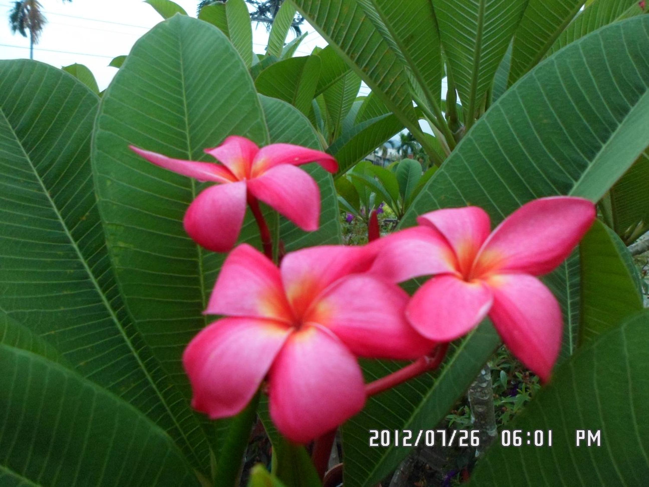 Rose Lodge Homestay