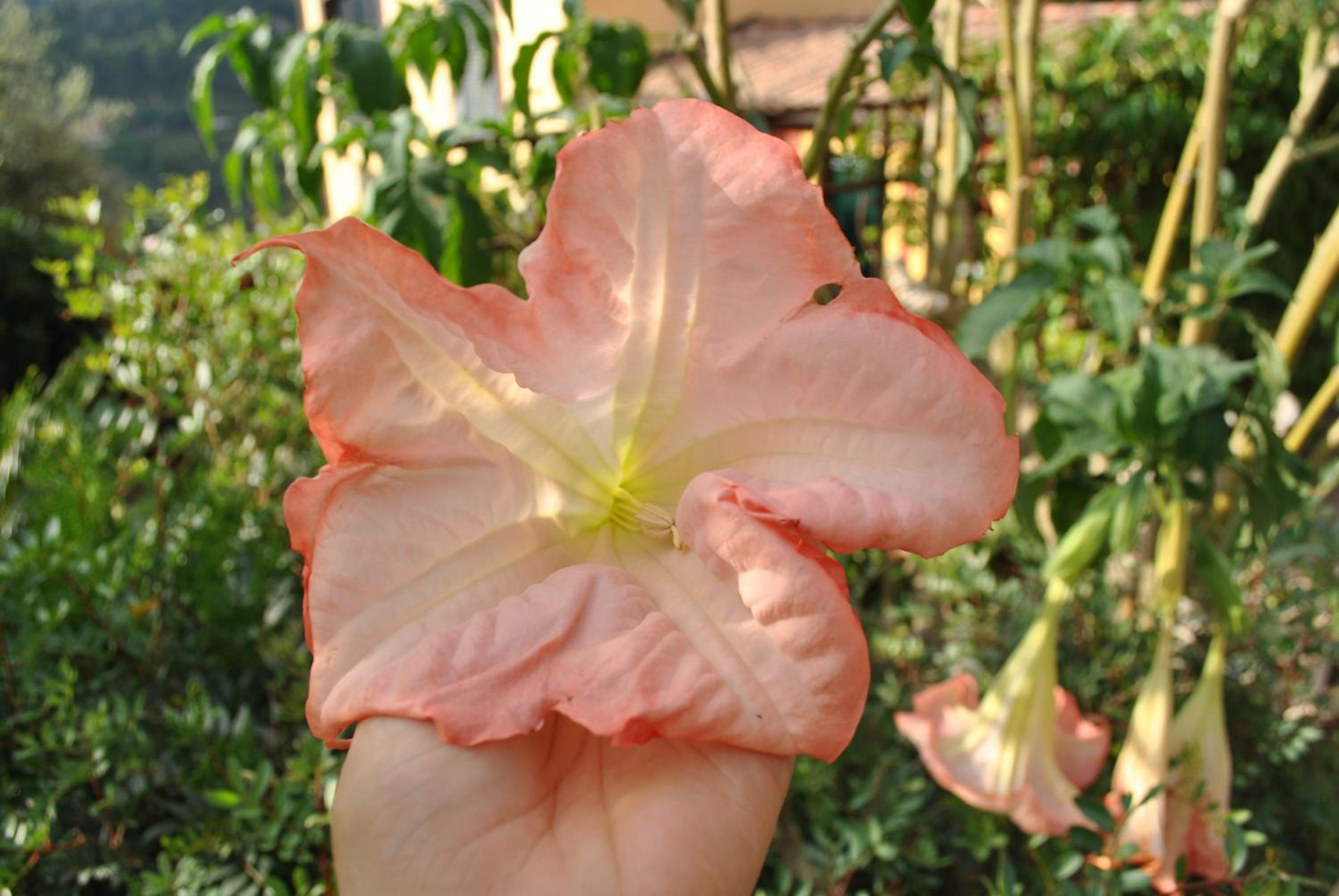 Photo 41