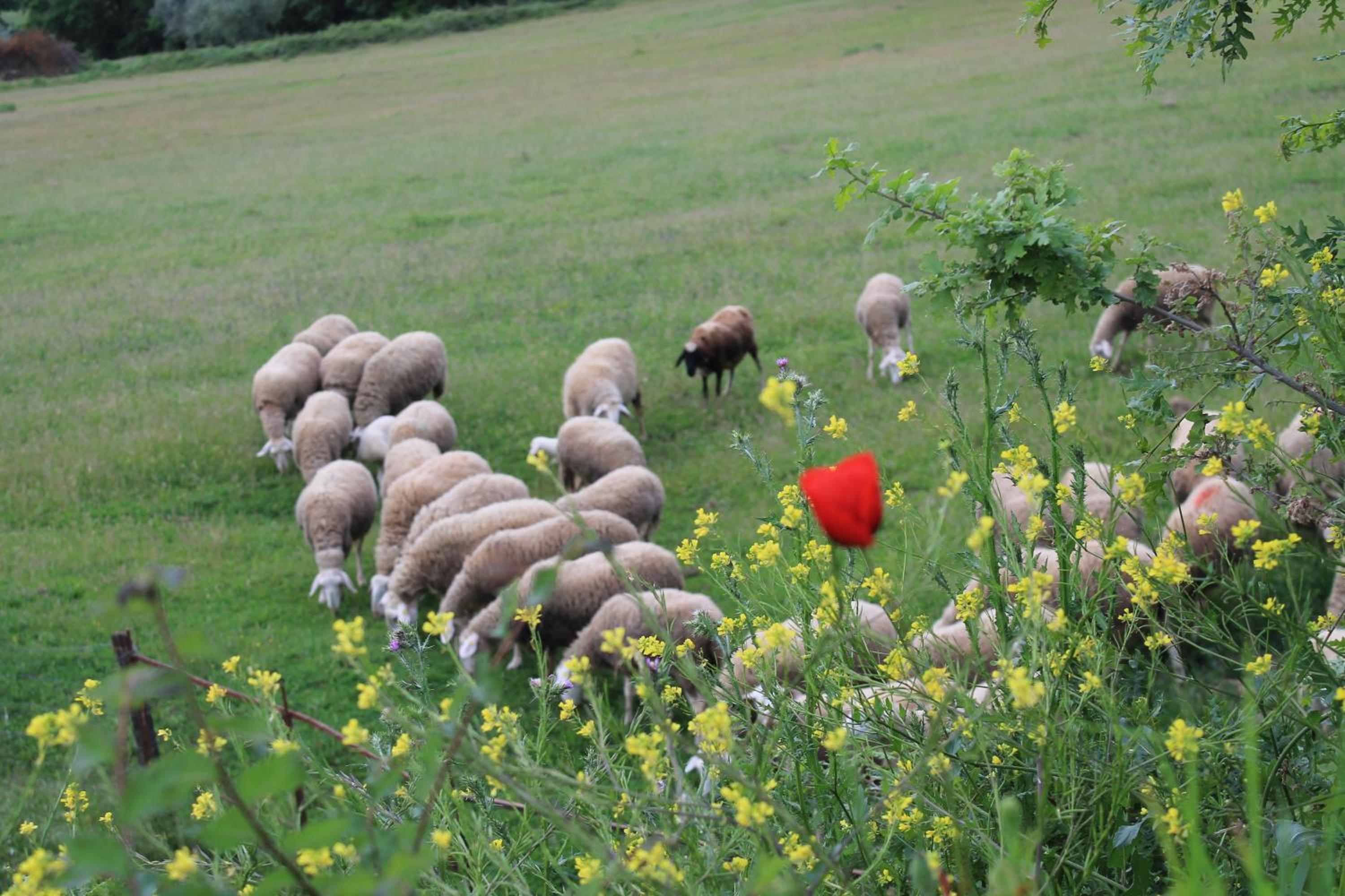 Agriturismo Cantagalli