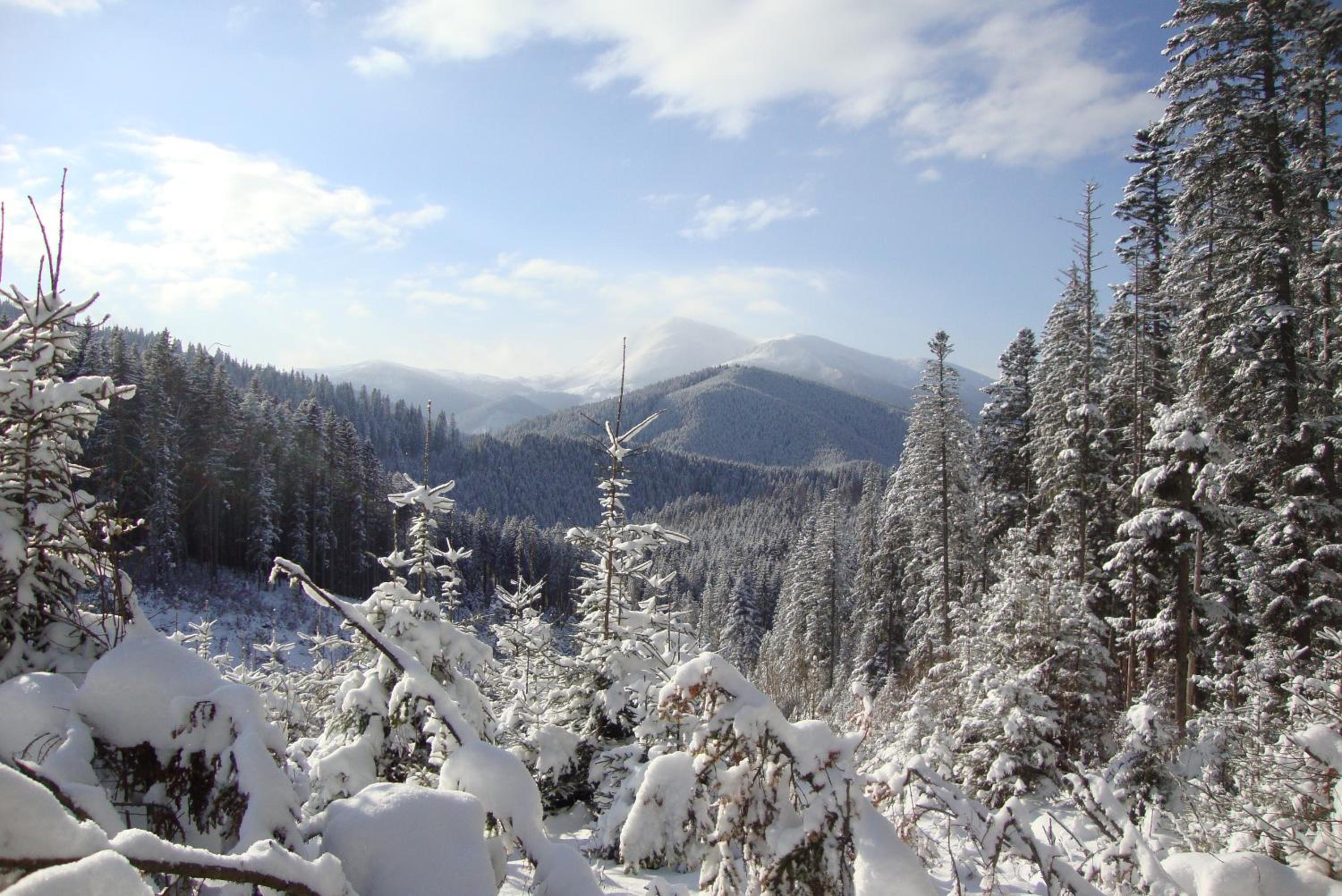 Hof