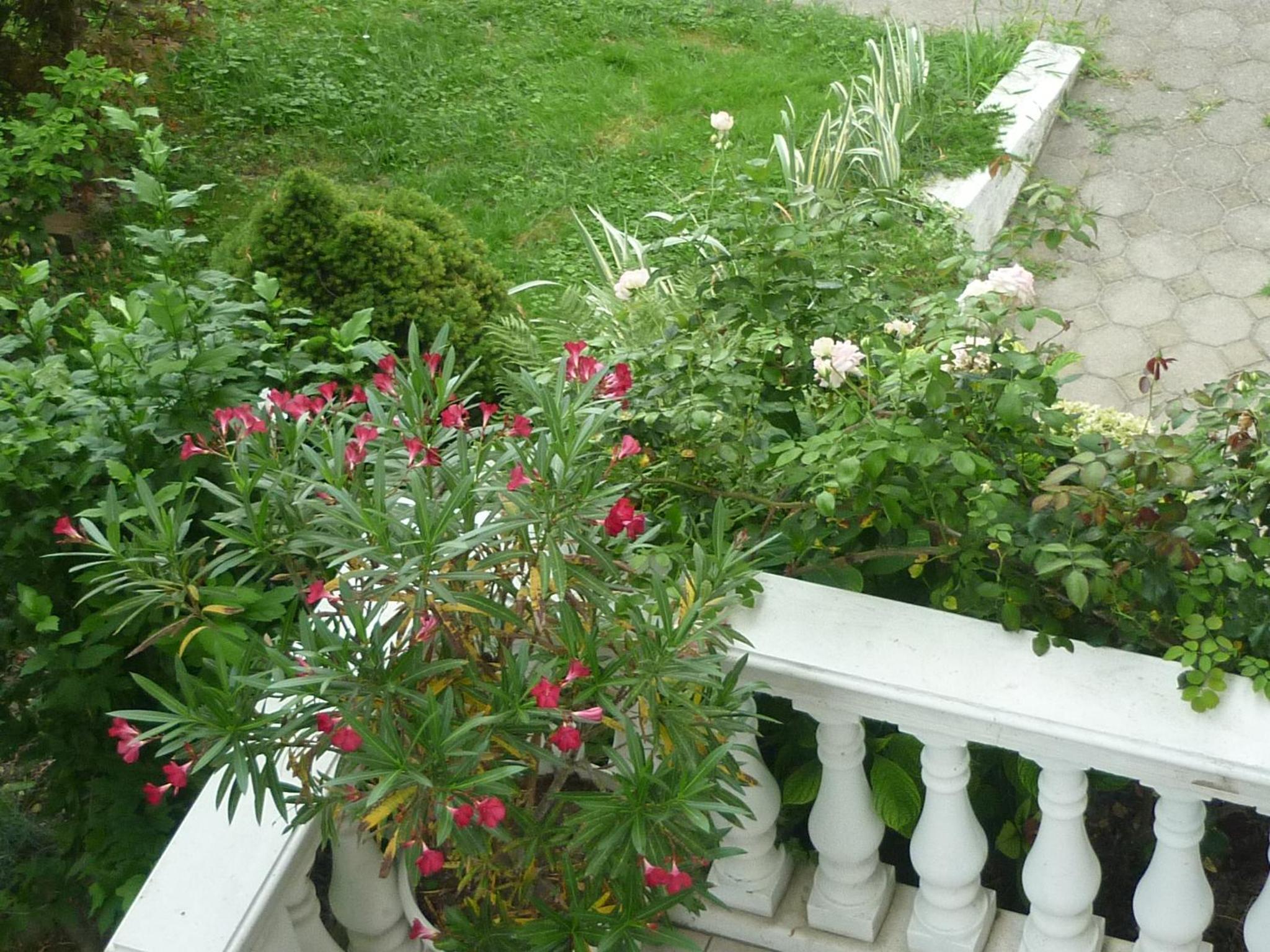Photo 42