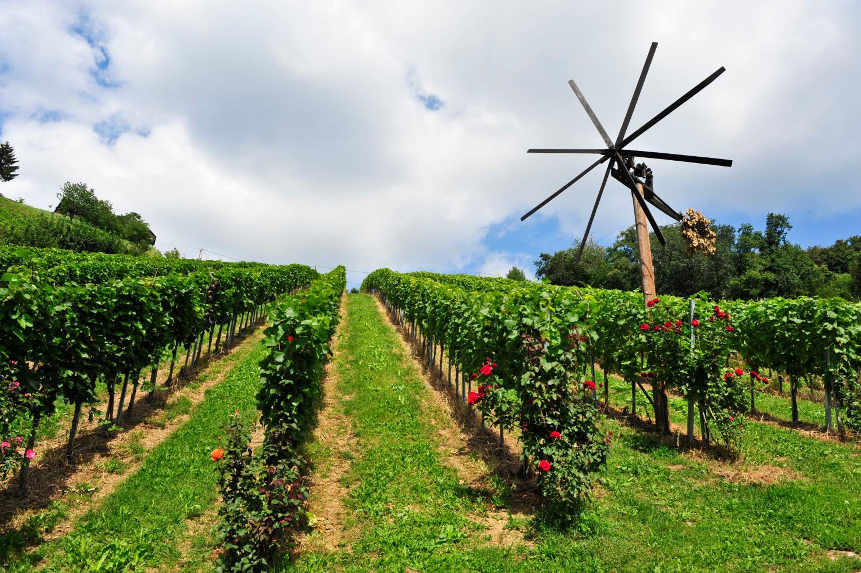 Weingut Stoff