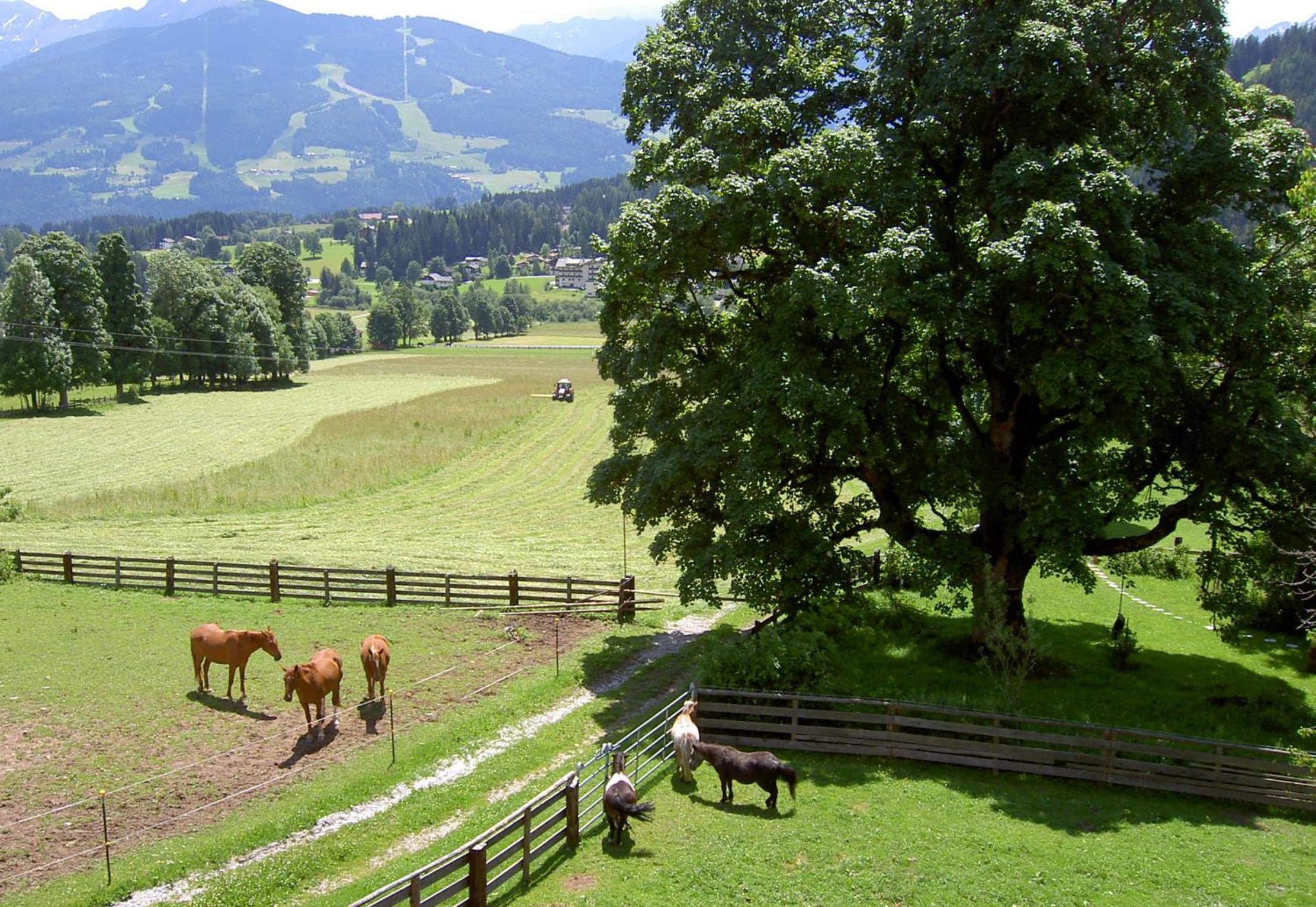 Haus Berghild view 4