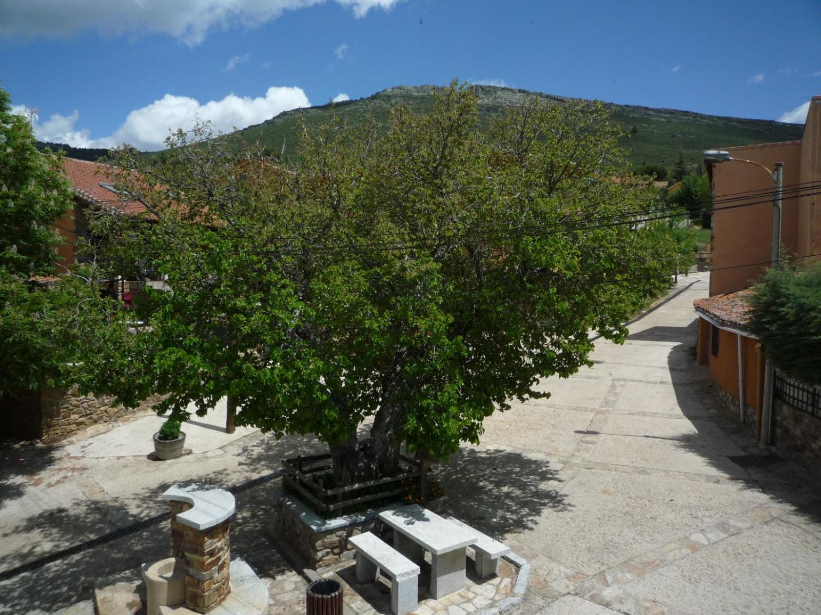 Campillo