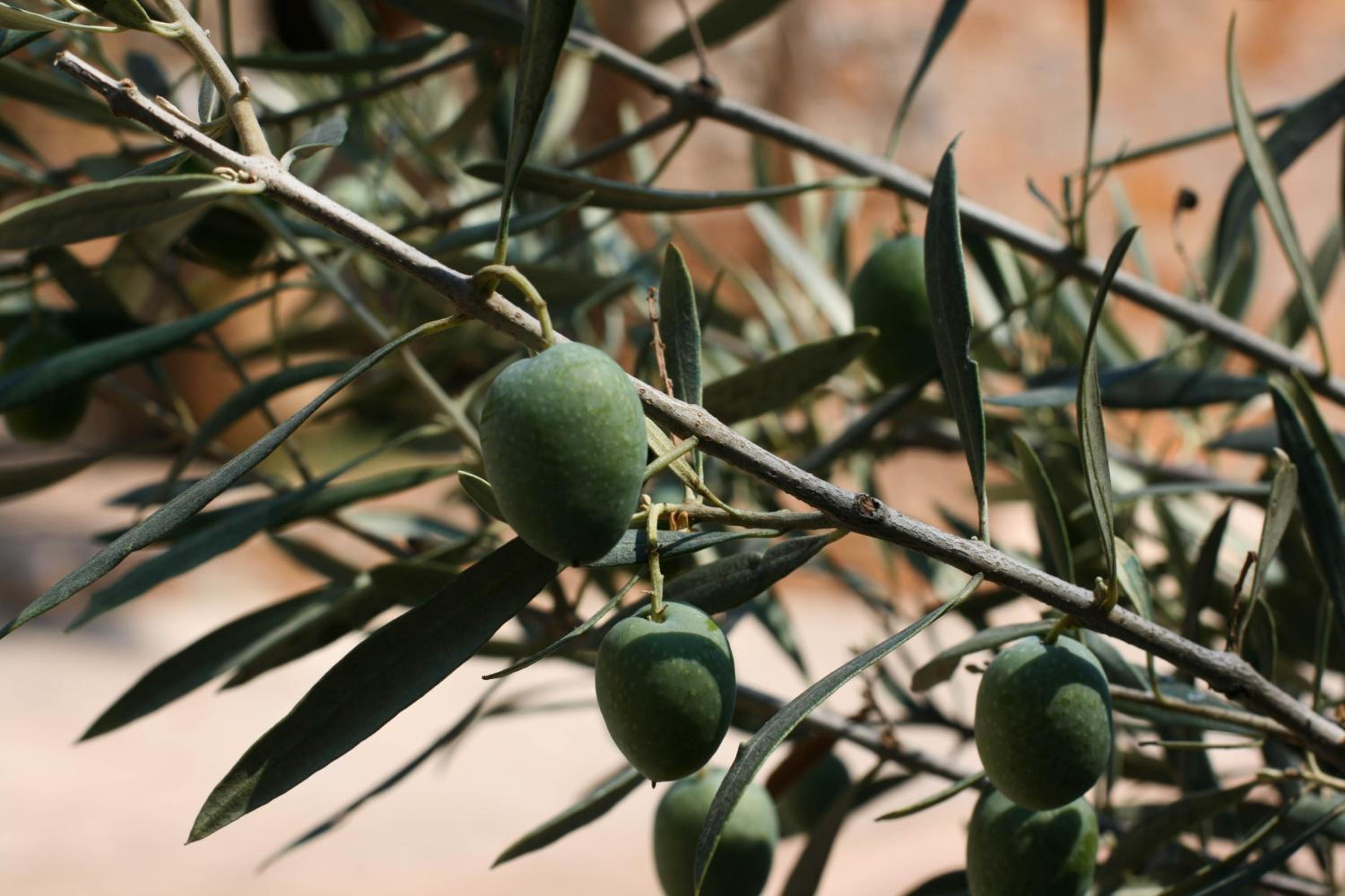 Athina EcoFarm