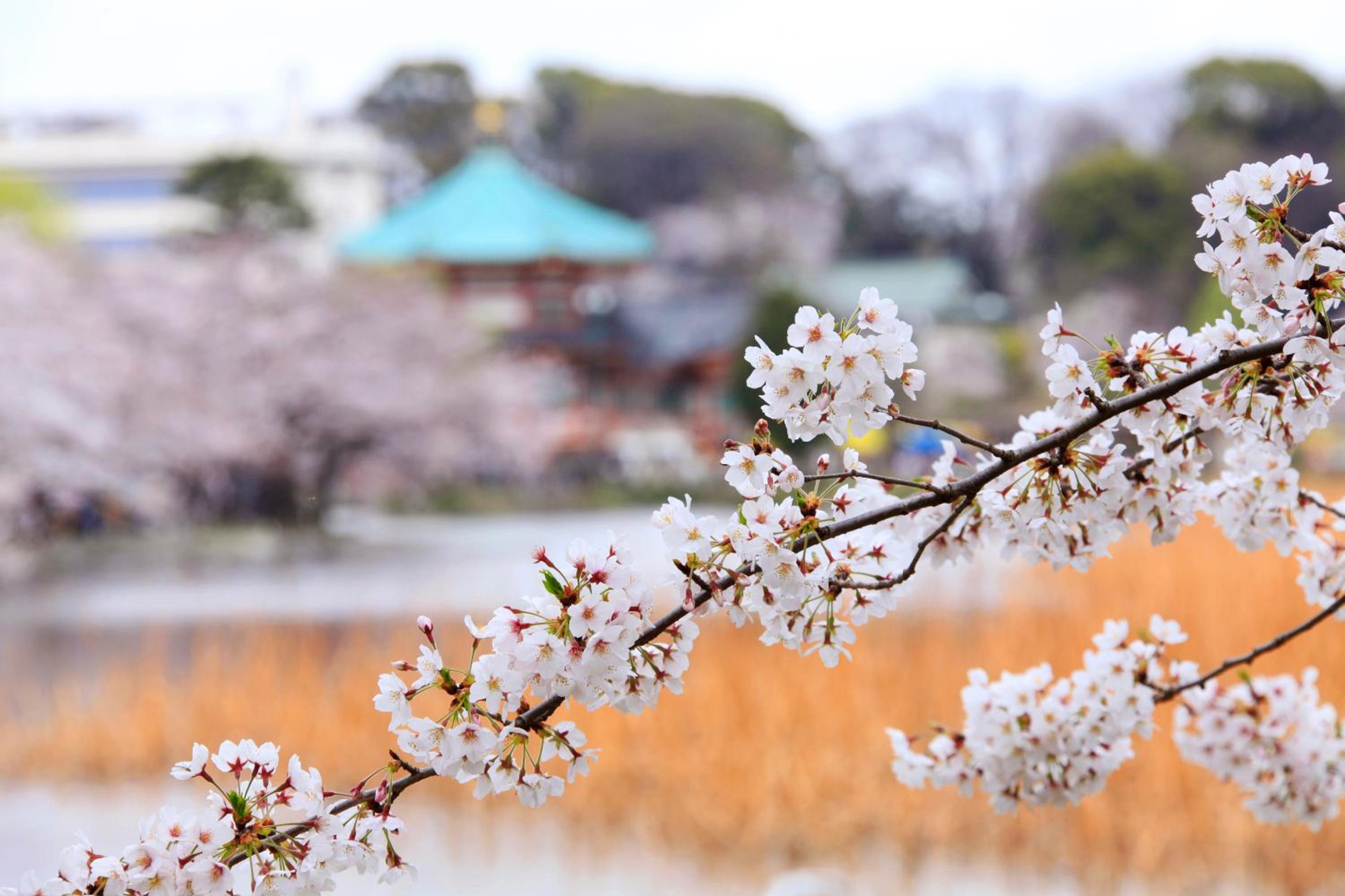 Centurion Hotel&Spa Ueno Station