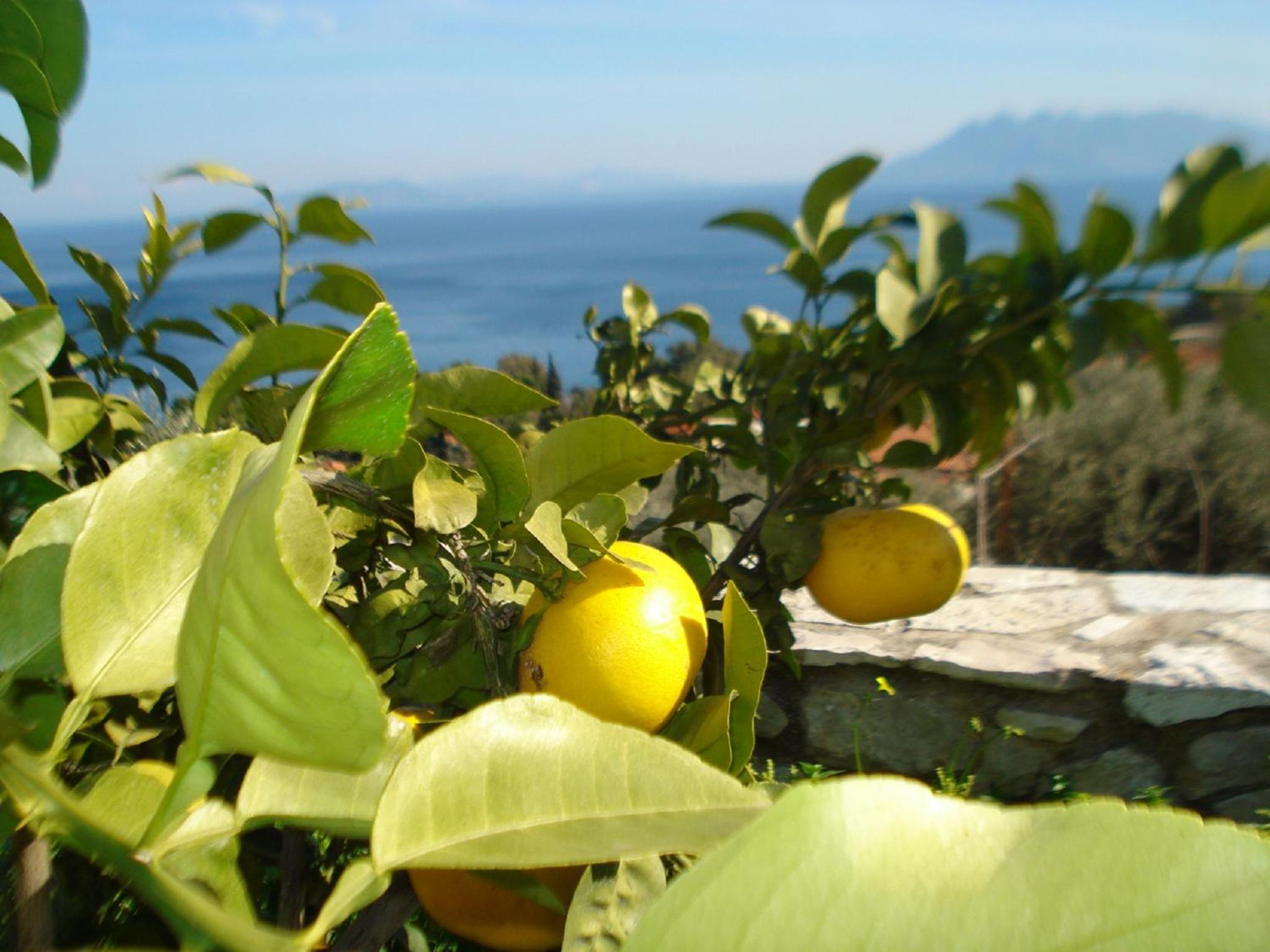 Athina EcoFarm