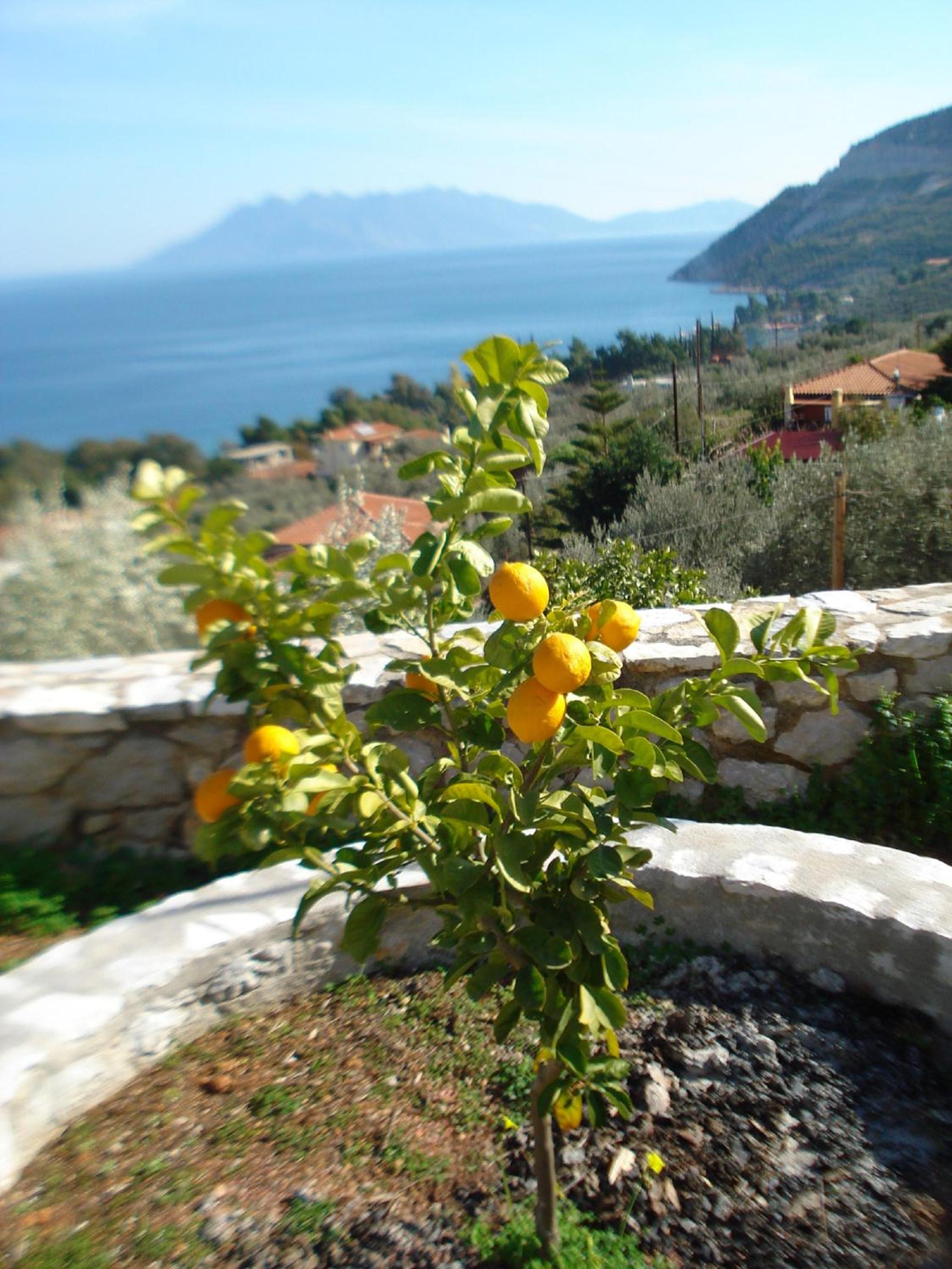 Athina EcoFarm