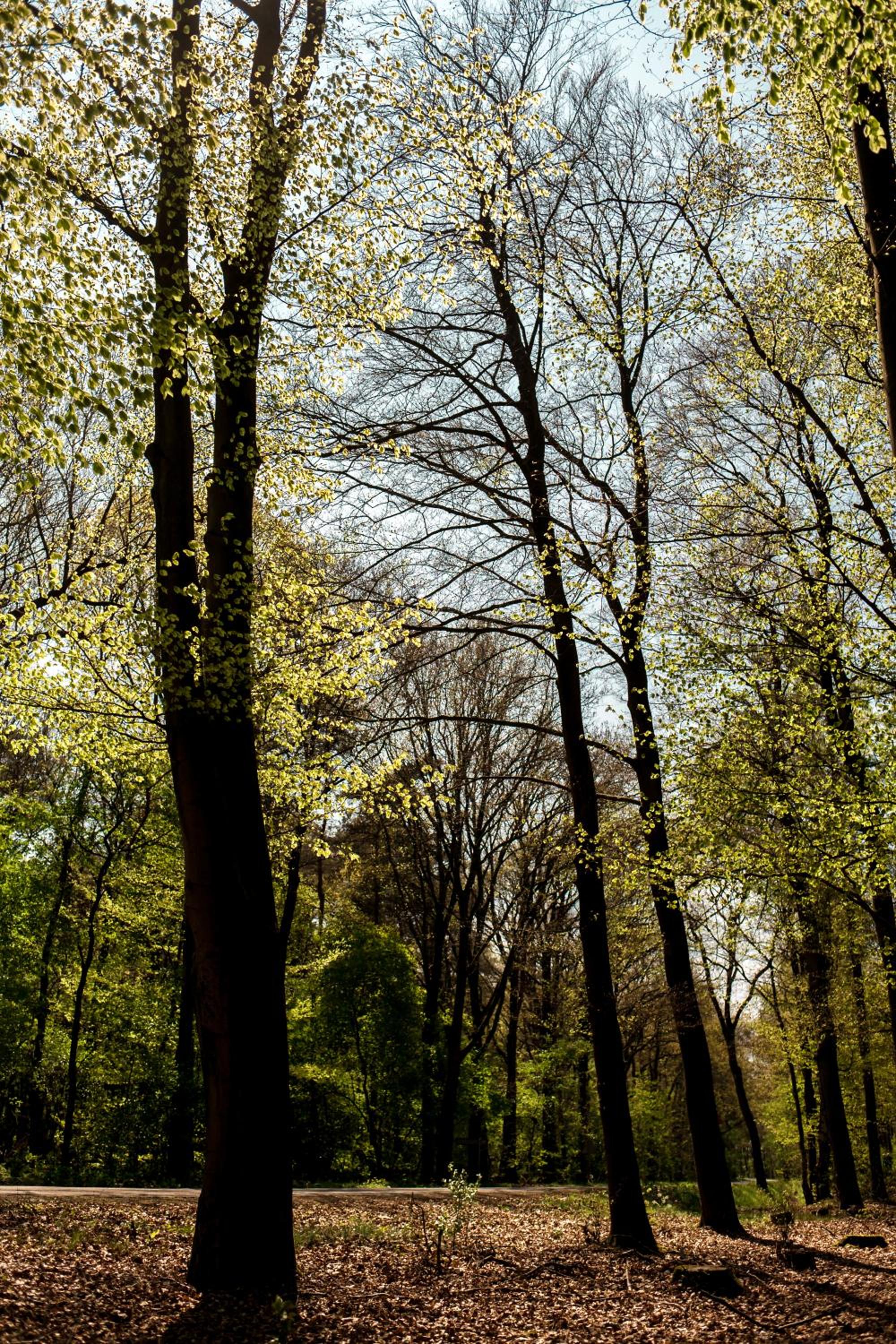 Rheezerstee, photo 44