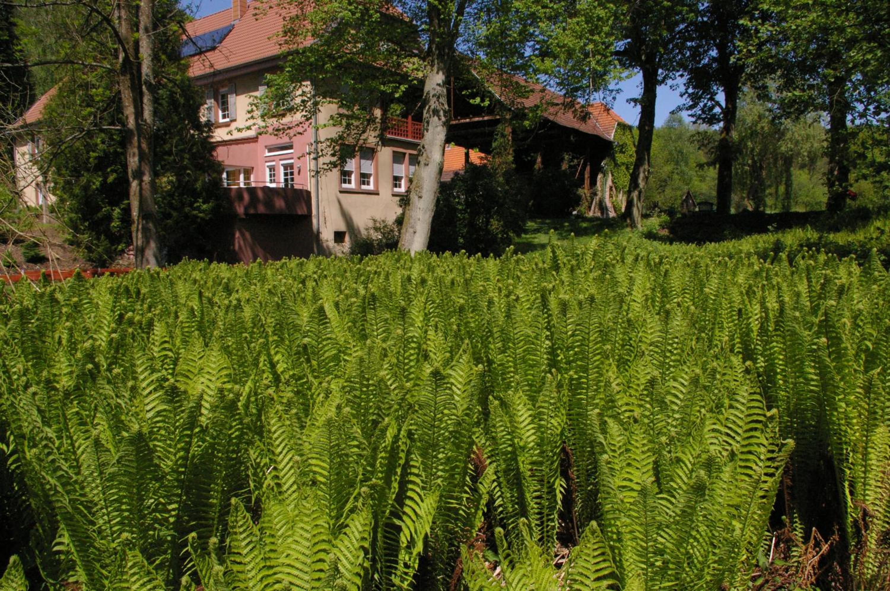 Ferienwohnungen Reichholdsmühle view 4