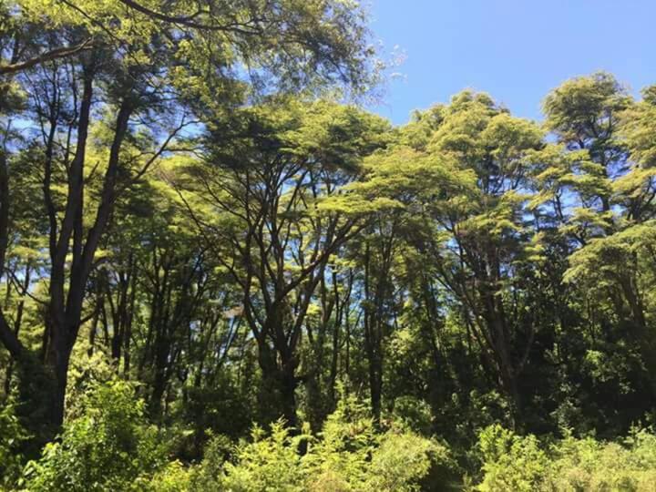 Condominio Pucon Andino