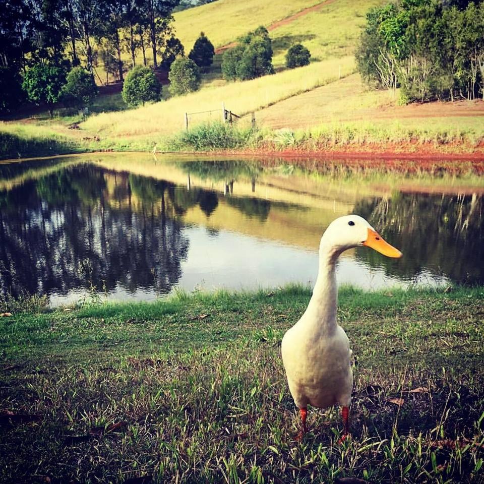 Amamoor Homestead and Country Cottages