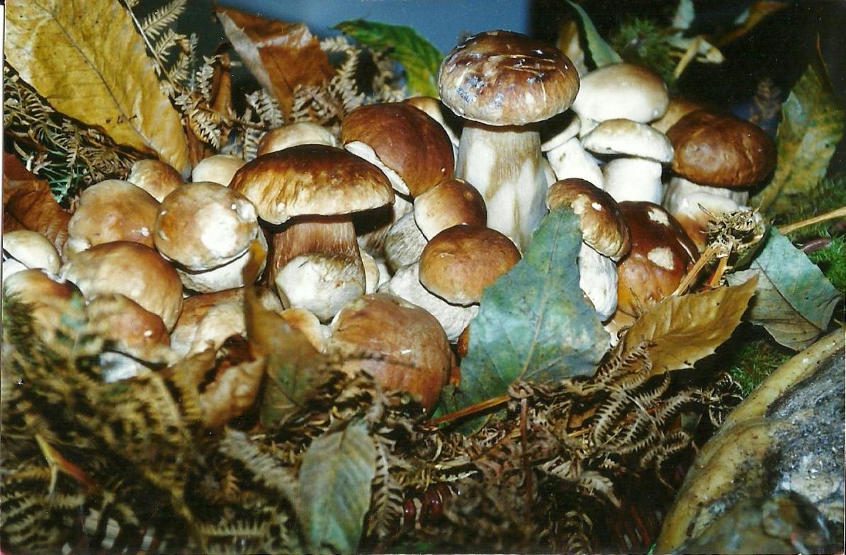 food