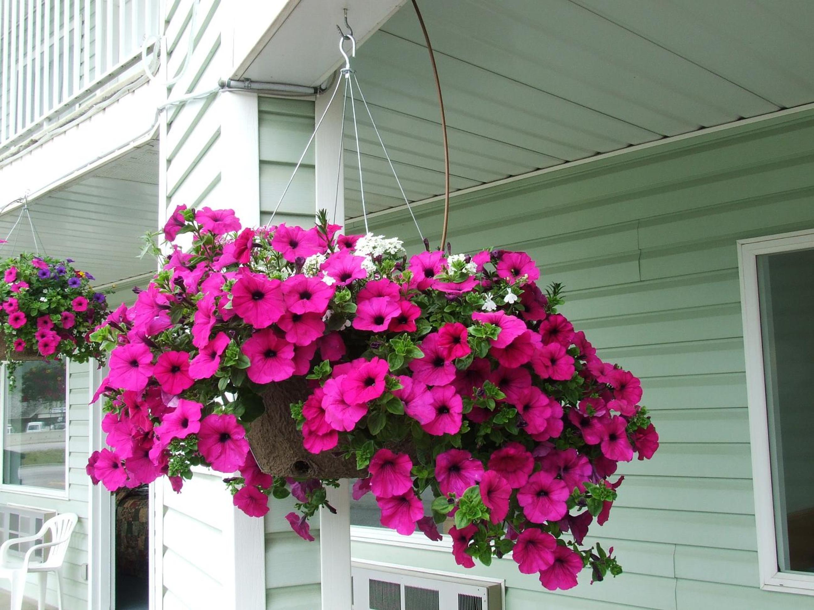 Golden Vacations - Ponderosa Motor Inn - Property Image 6