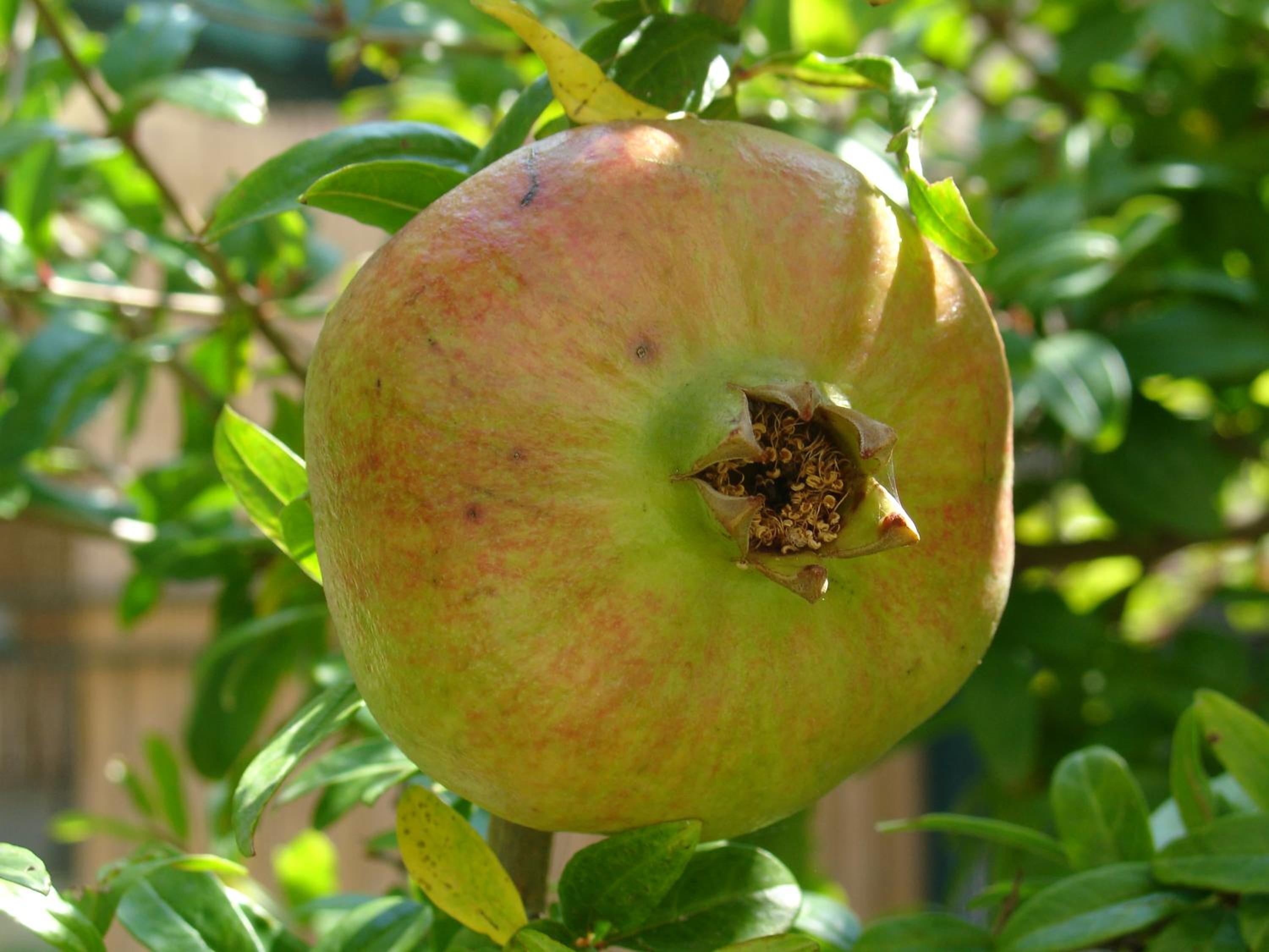 Residence Rossomelograno photo 2