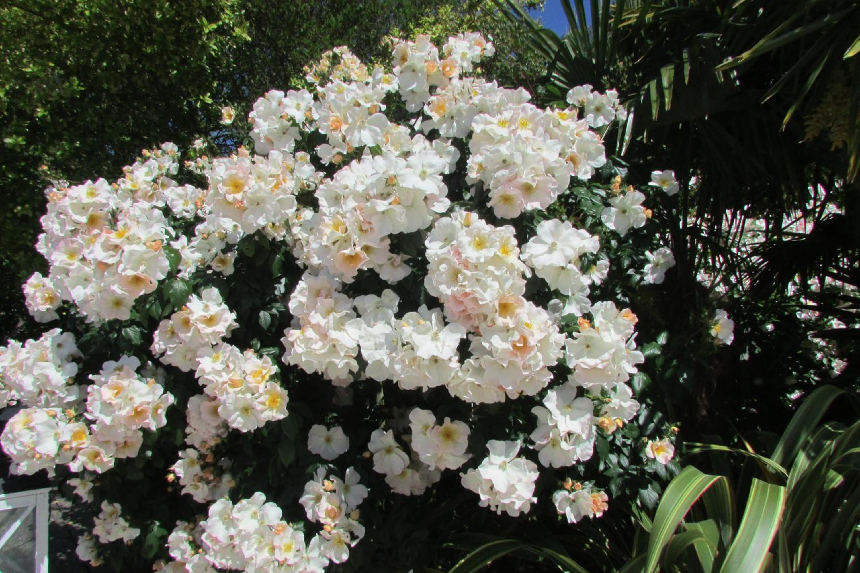Photo 27