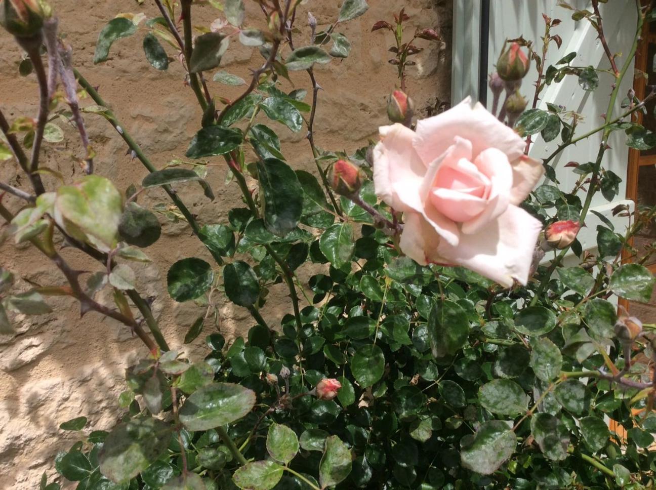 Photo 19