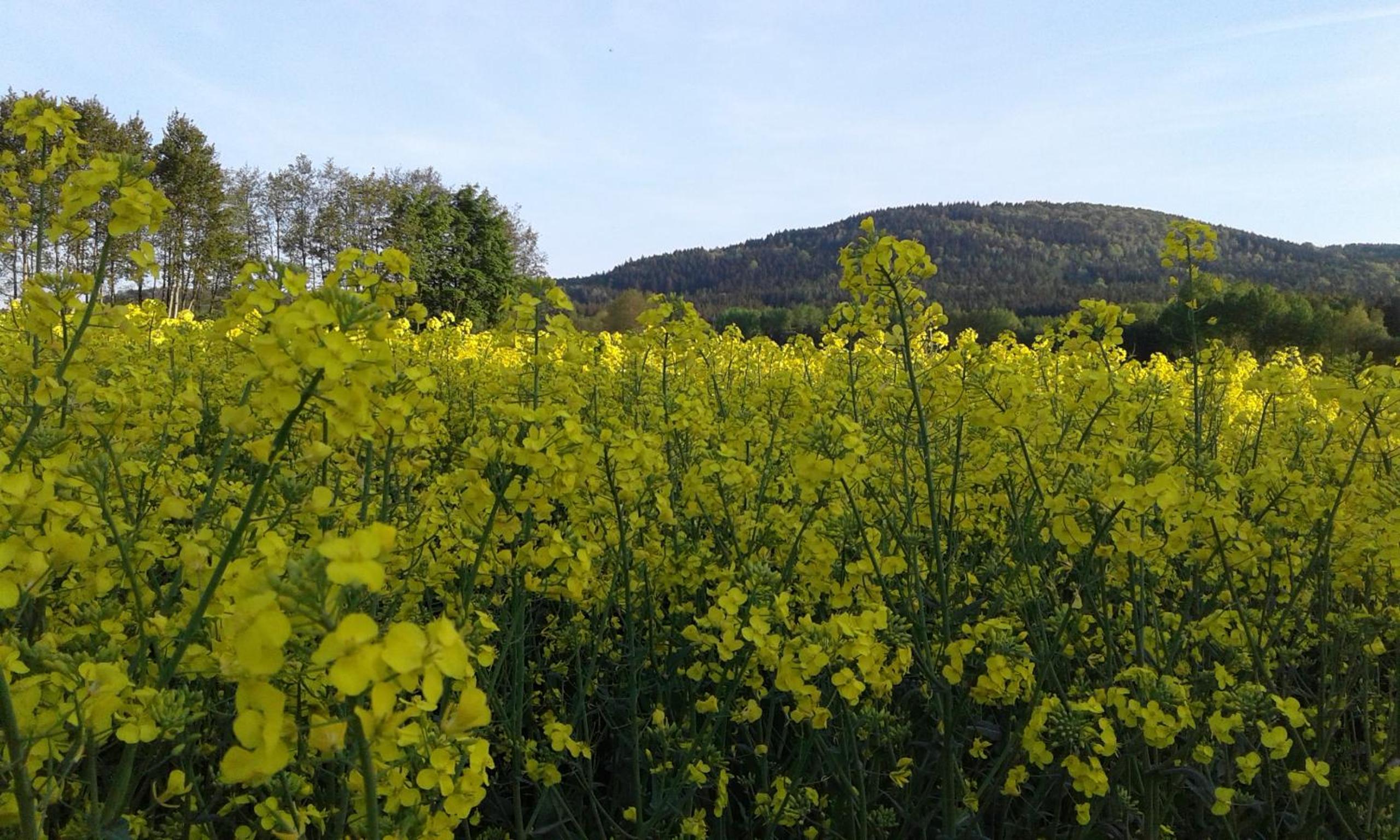 Gaststätte & Pension Jägerwäldchen