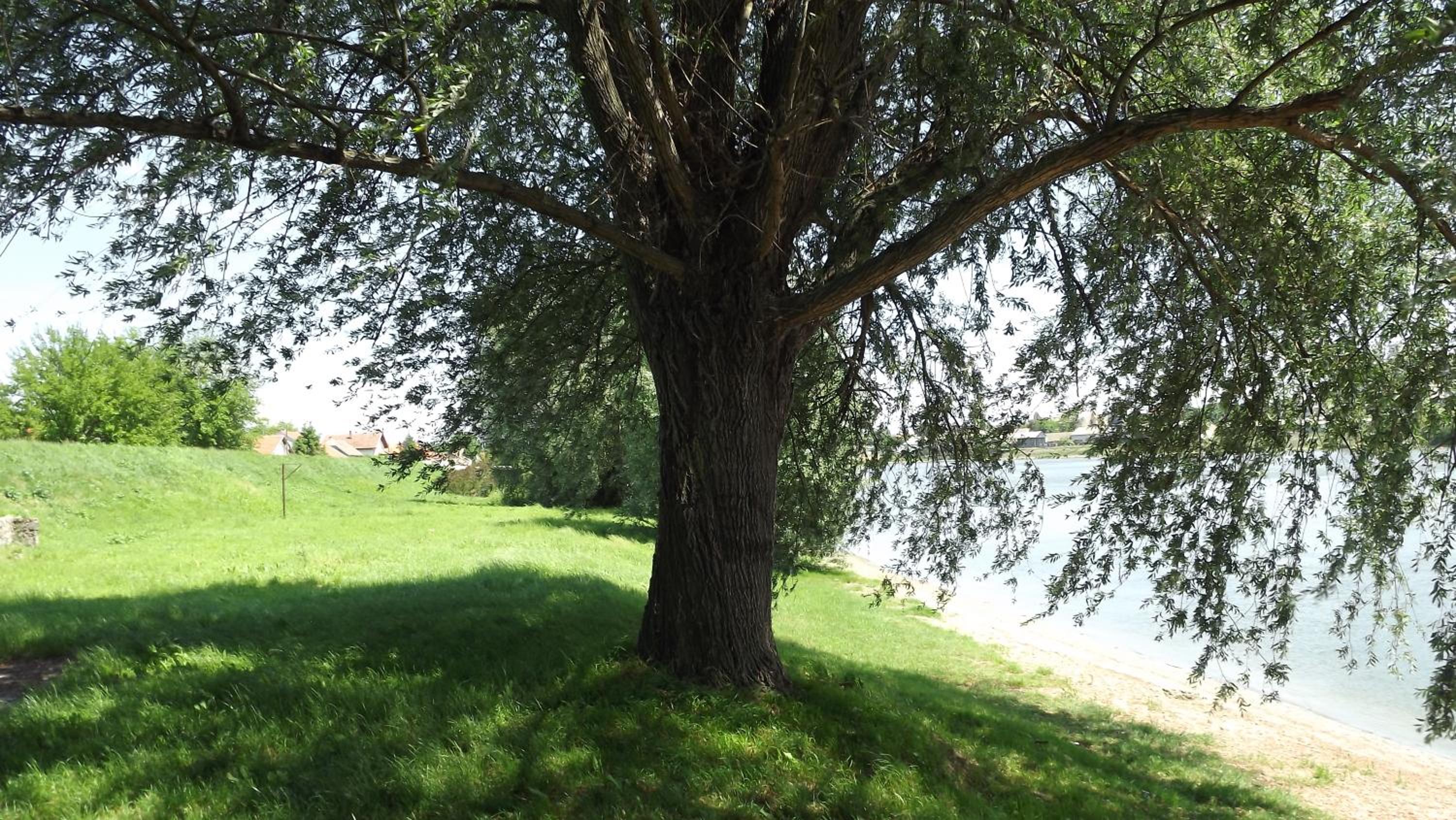 Photo 31