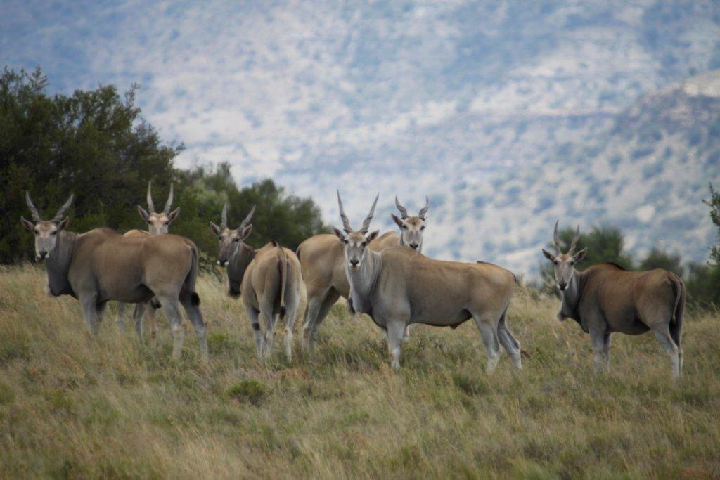 Letsatsi Game Lodge