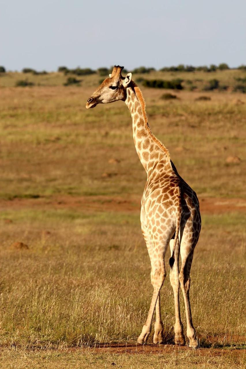 Letsatsi Game Lodge