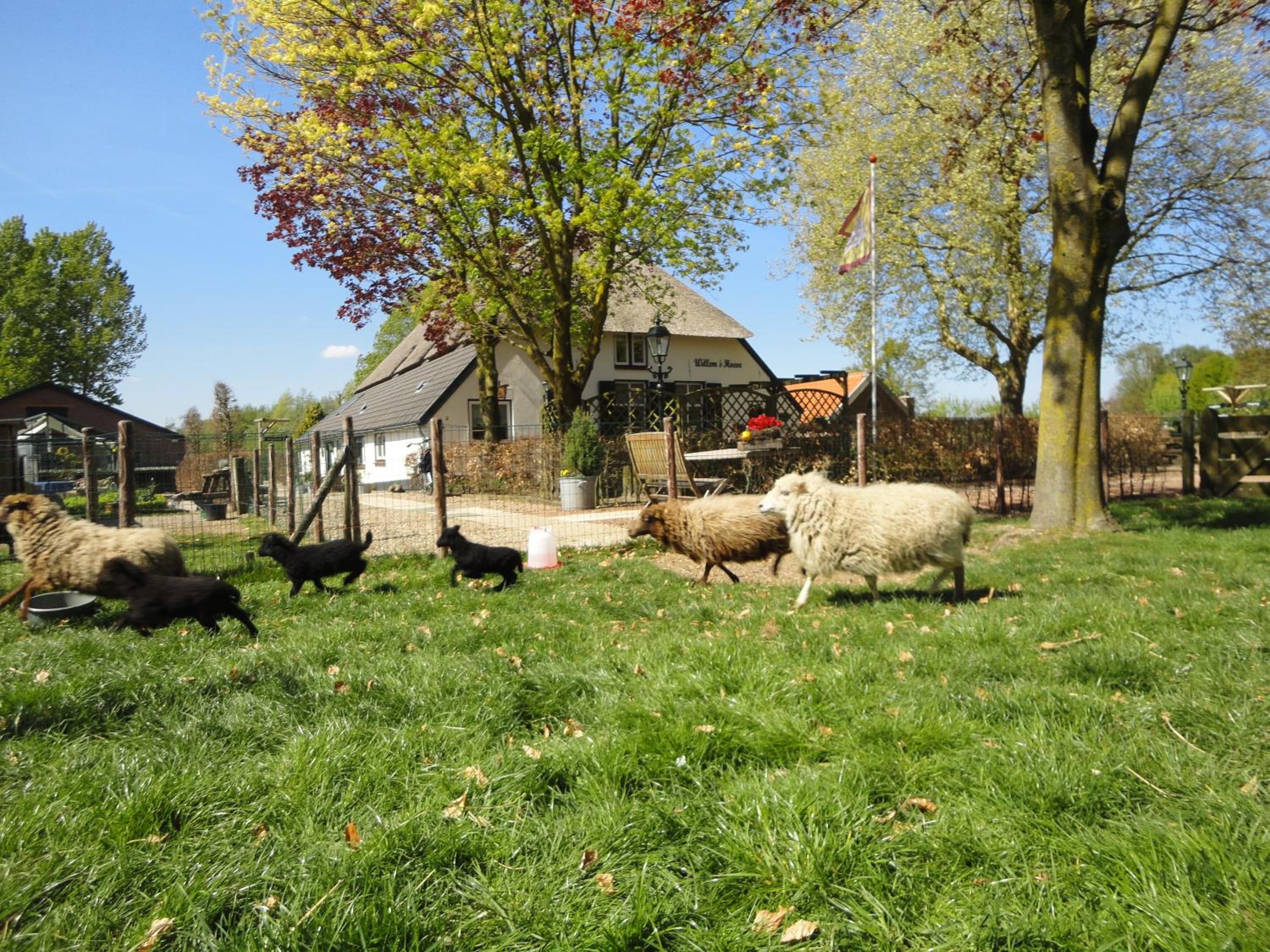 B&B De Willemshoeve, photo 37