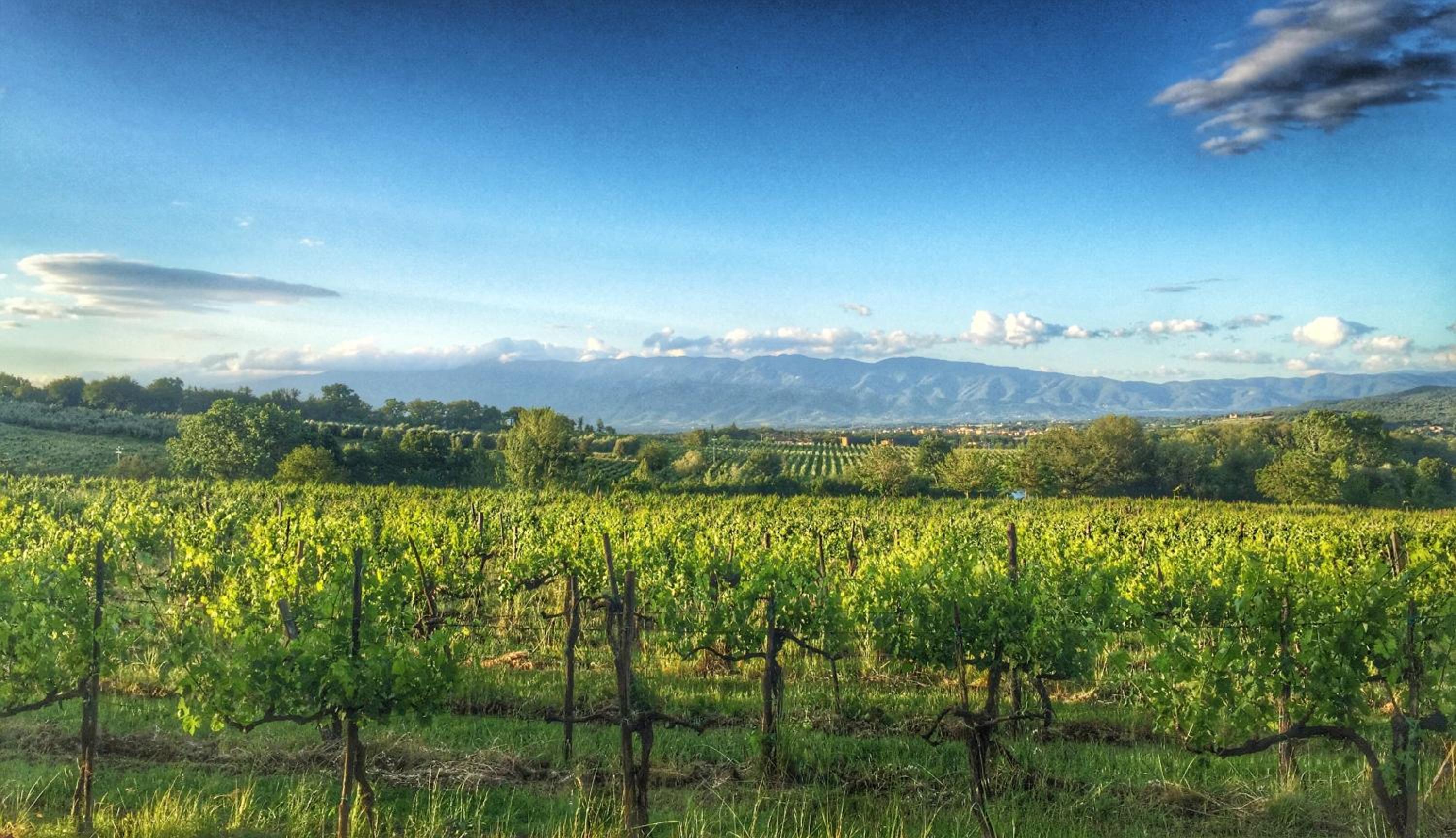 Tenuta Lupinari