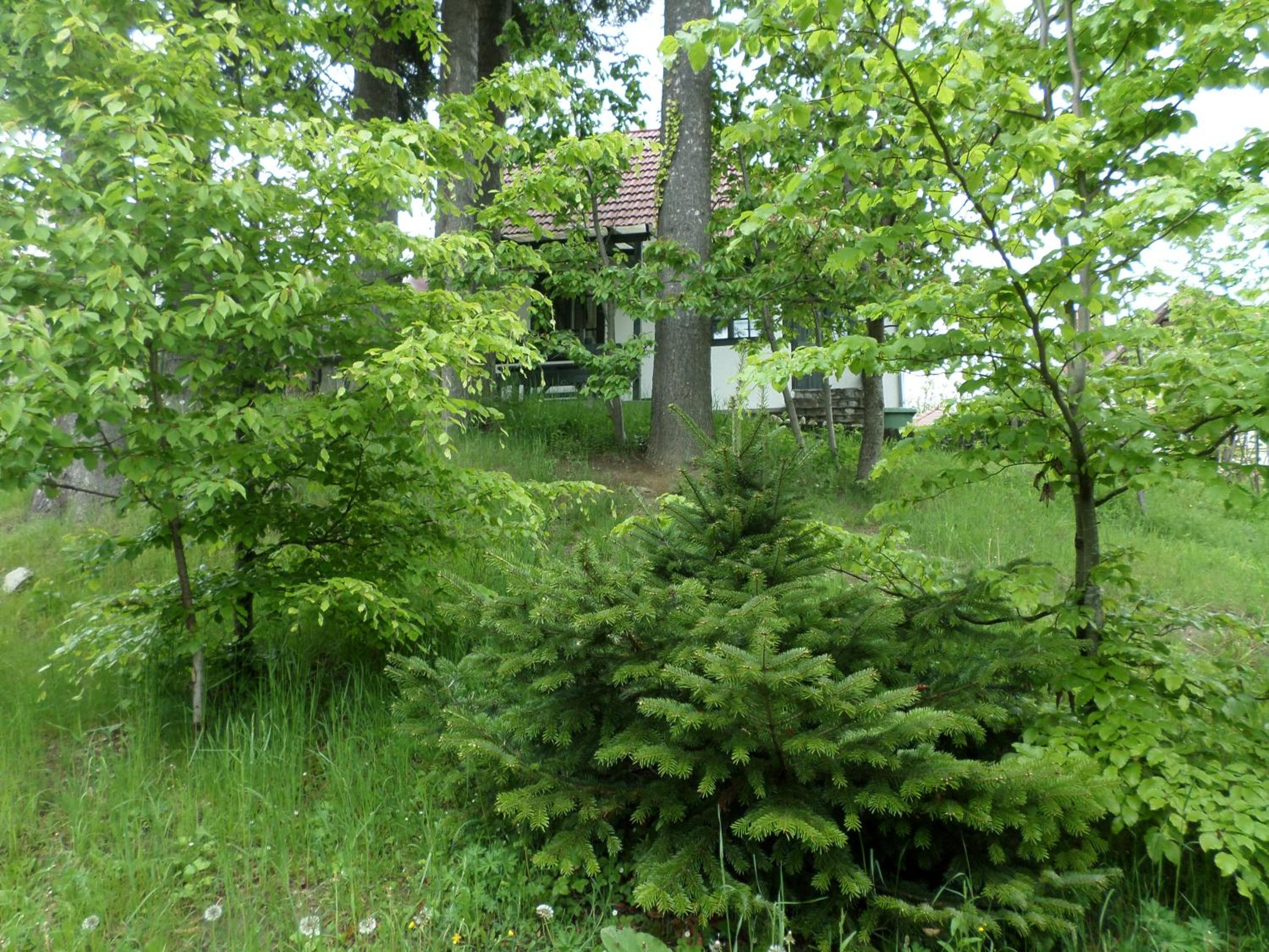 Photo 12