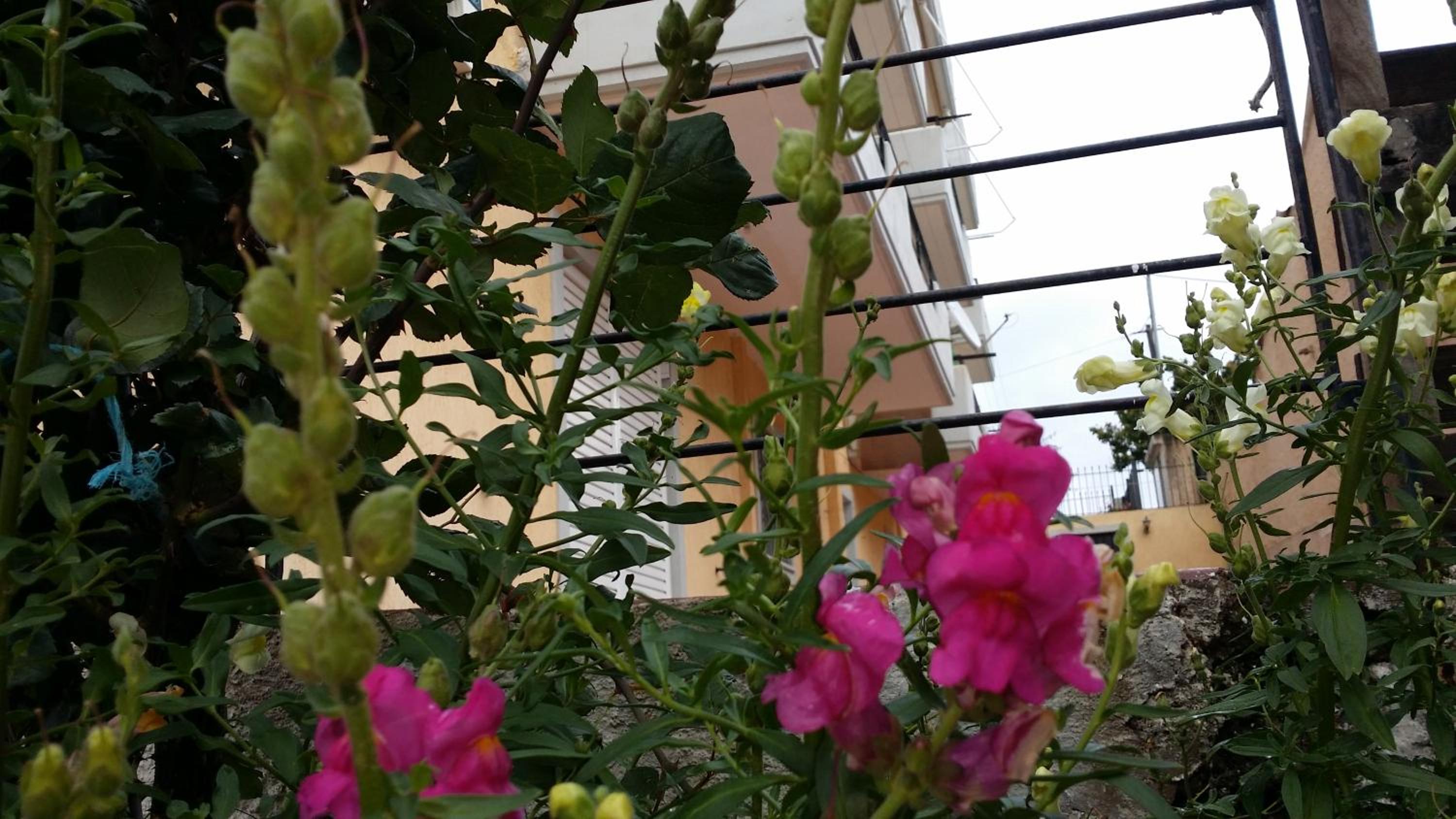 Photo 44