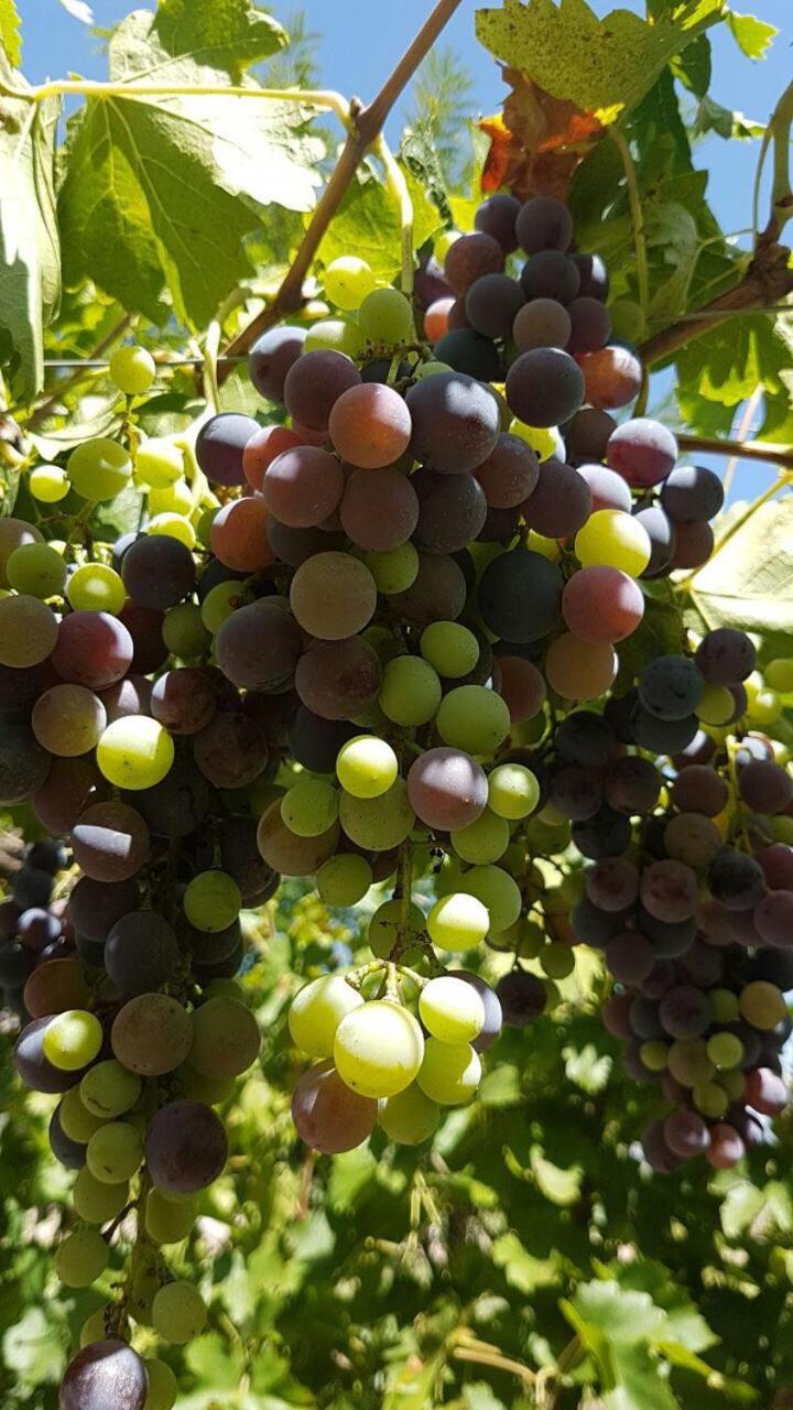 Finca La Clementina