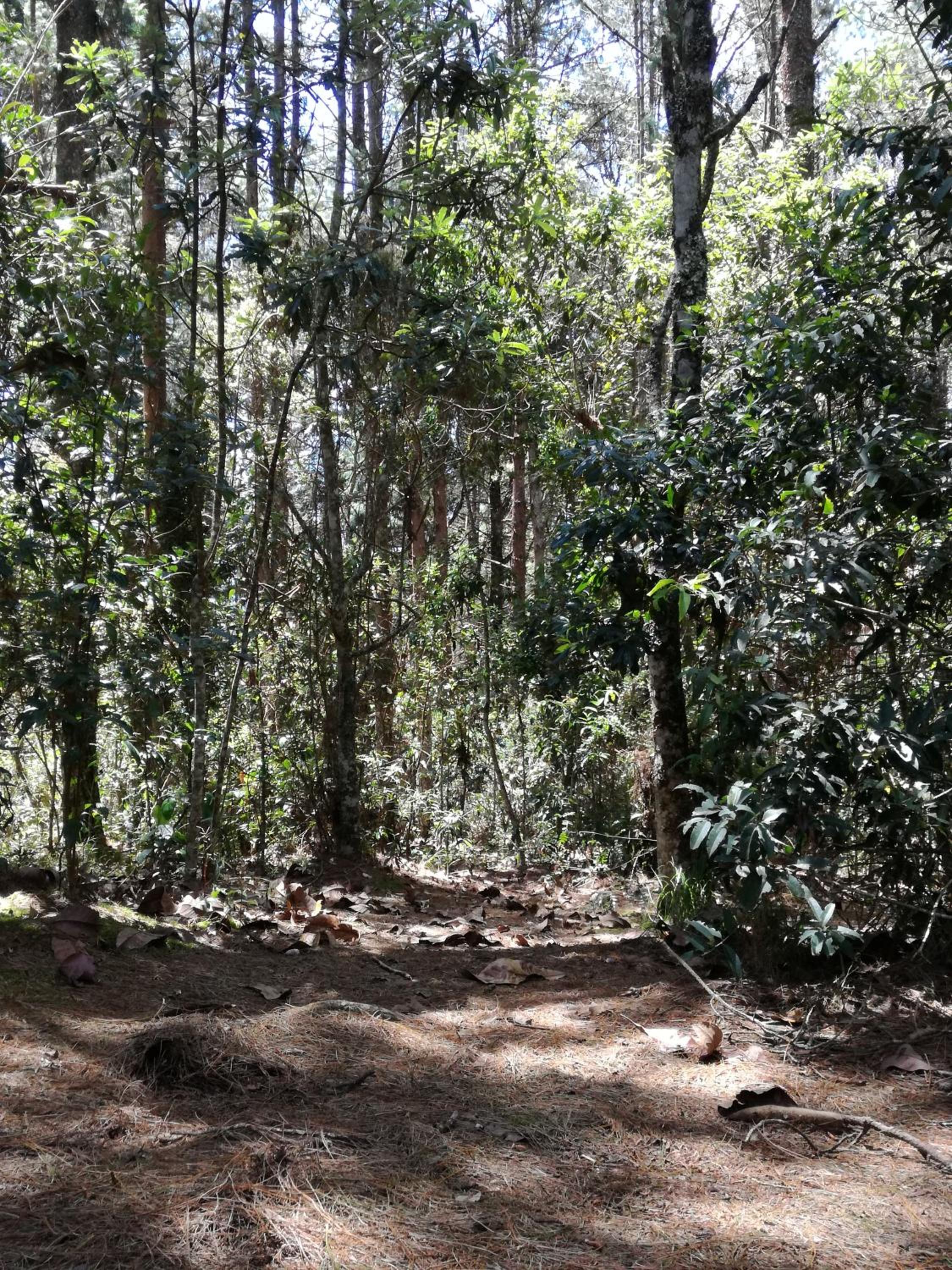 Al Bosque Hostel & Glamping