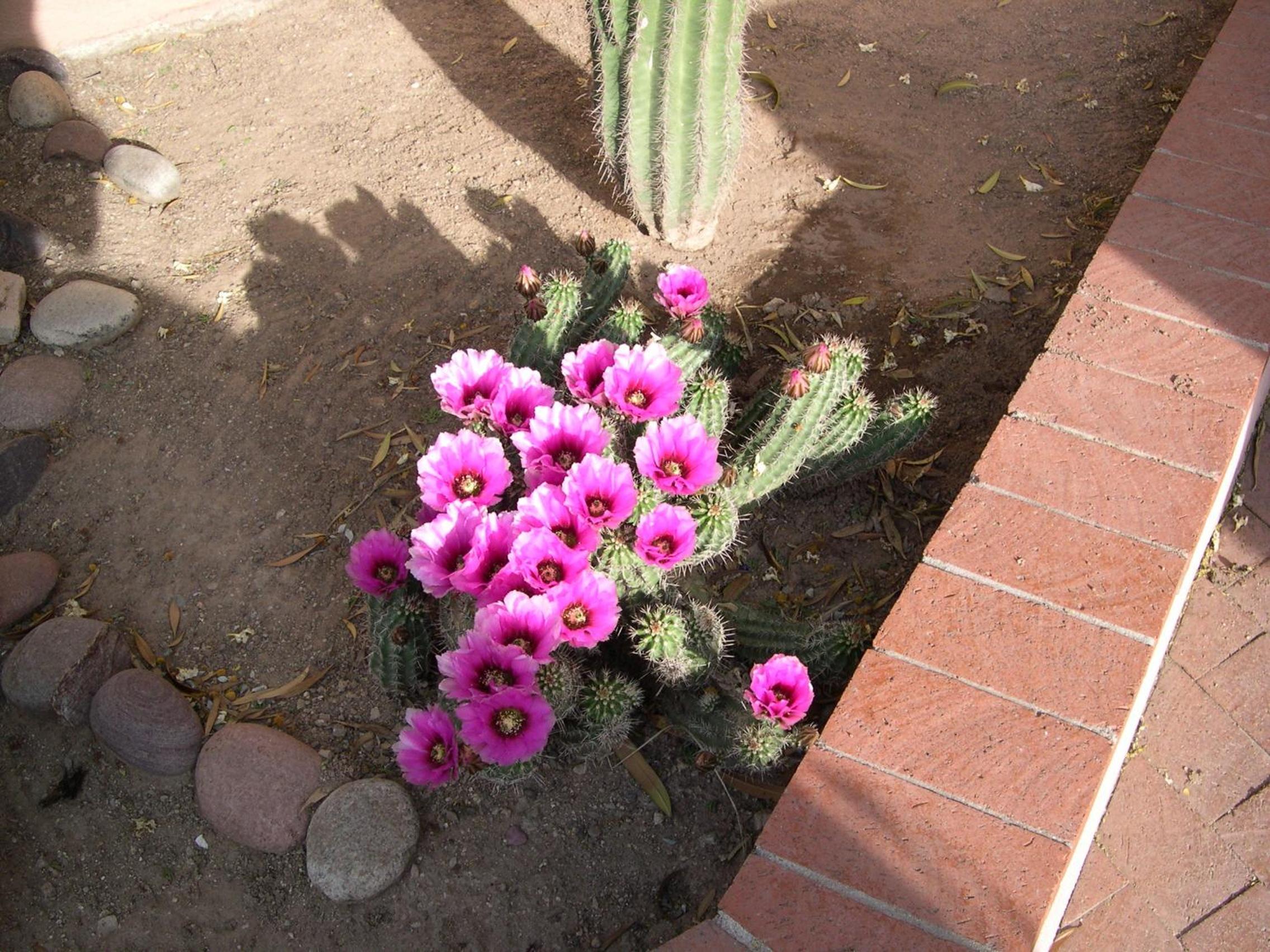 Adobe Rose Inn