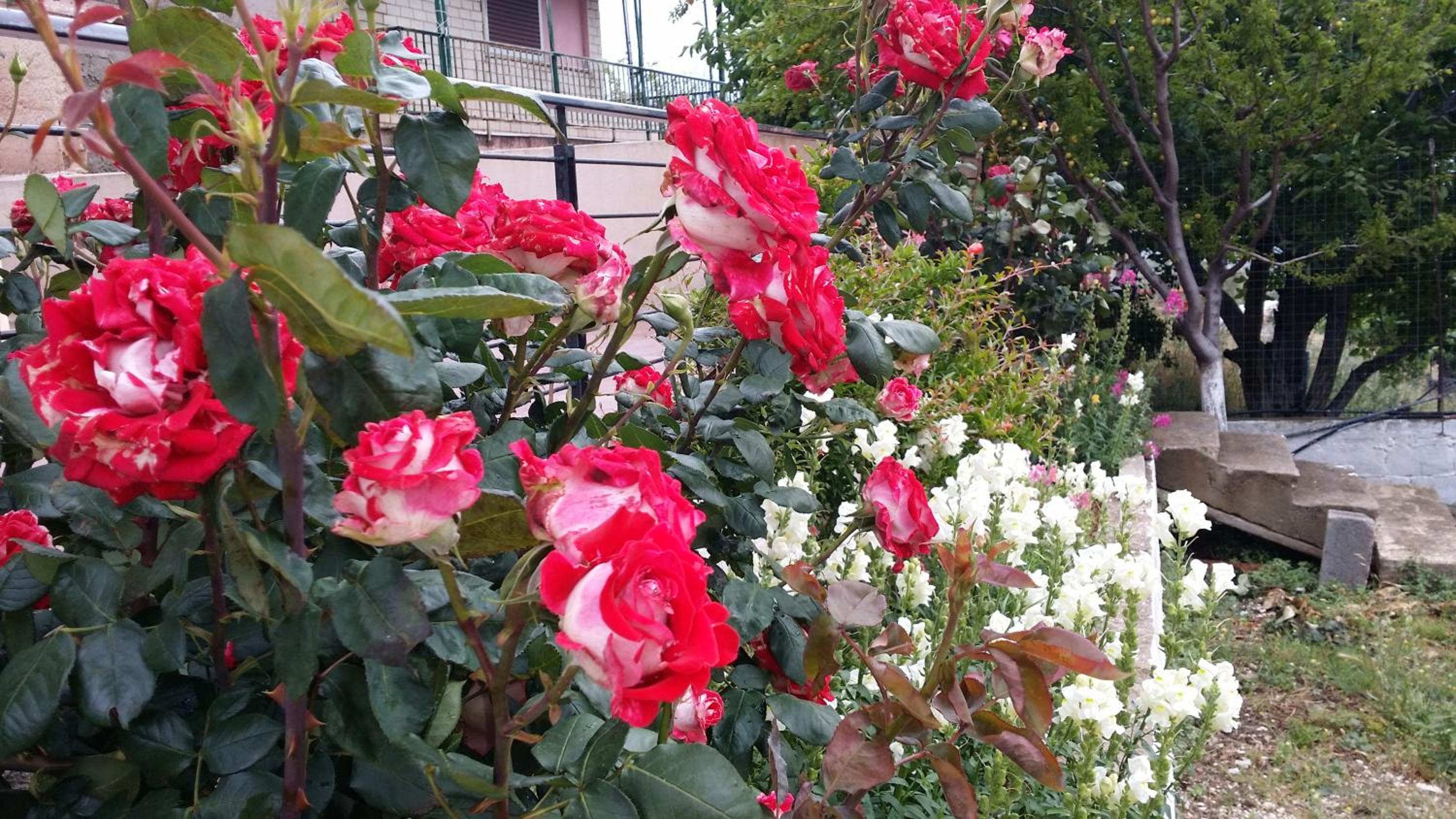 Photo 43