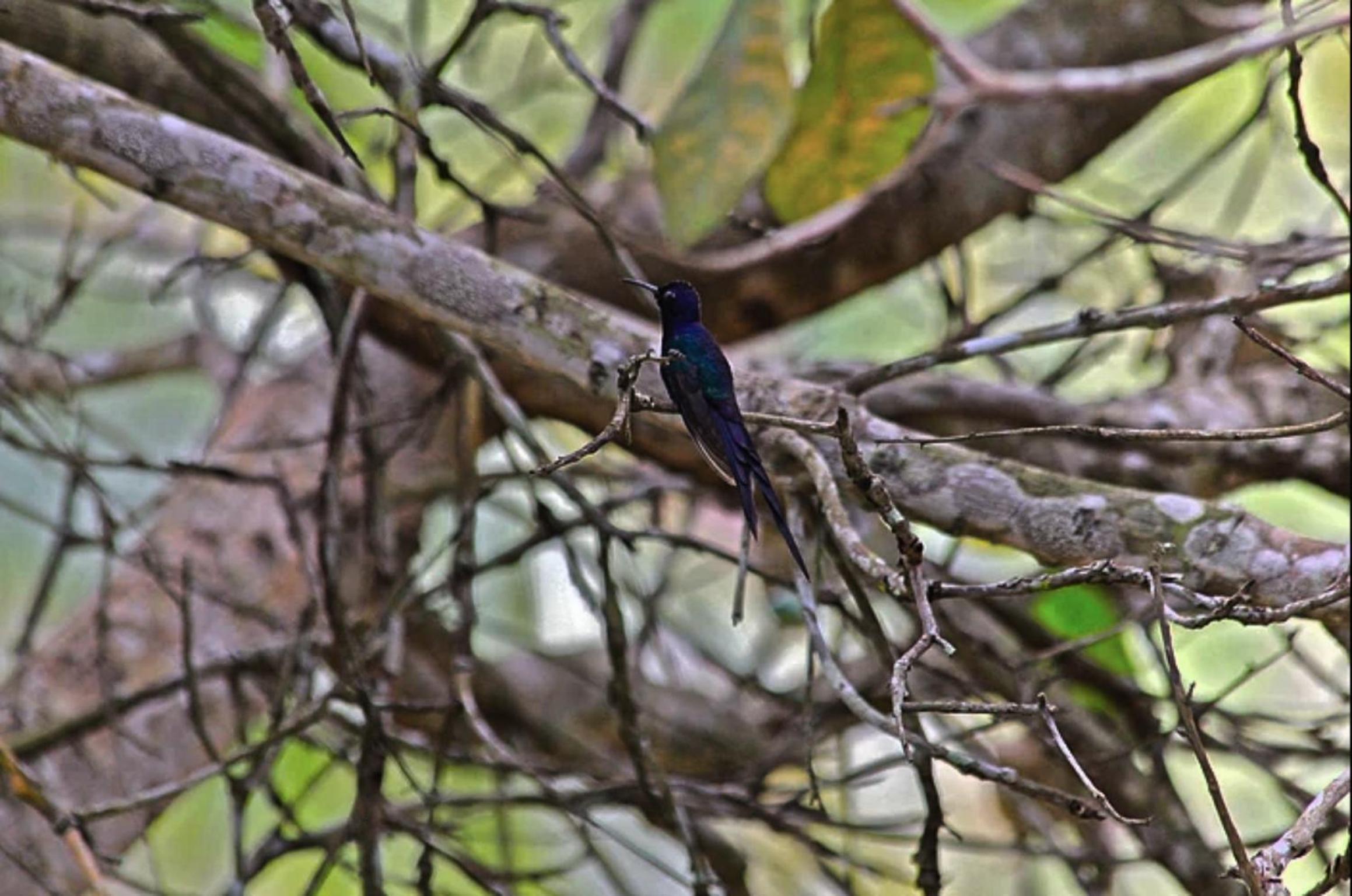 Pousada Peixe do Mato
