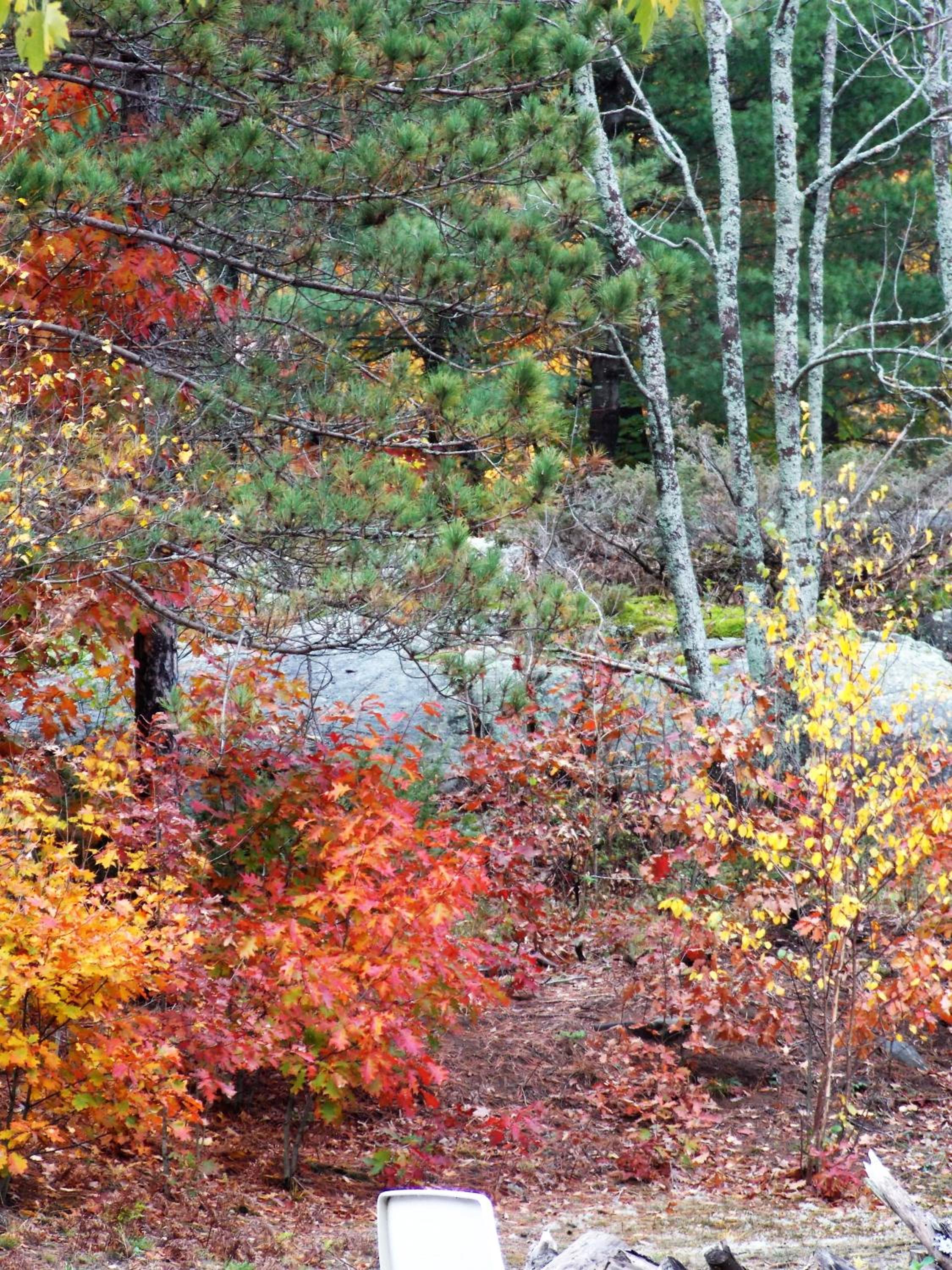 Bear & Butterfly Bed and Breakfast