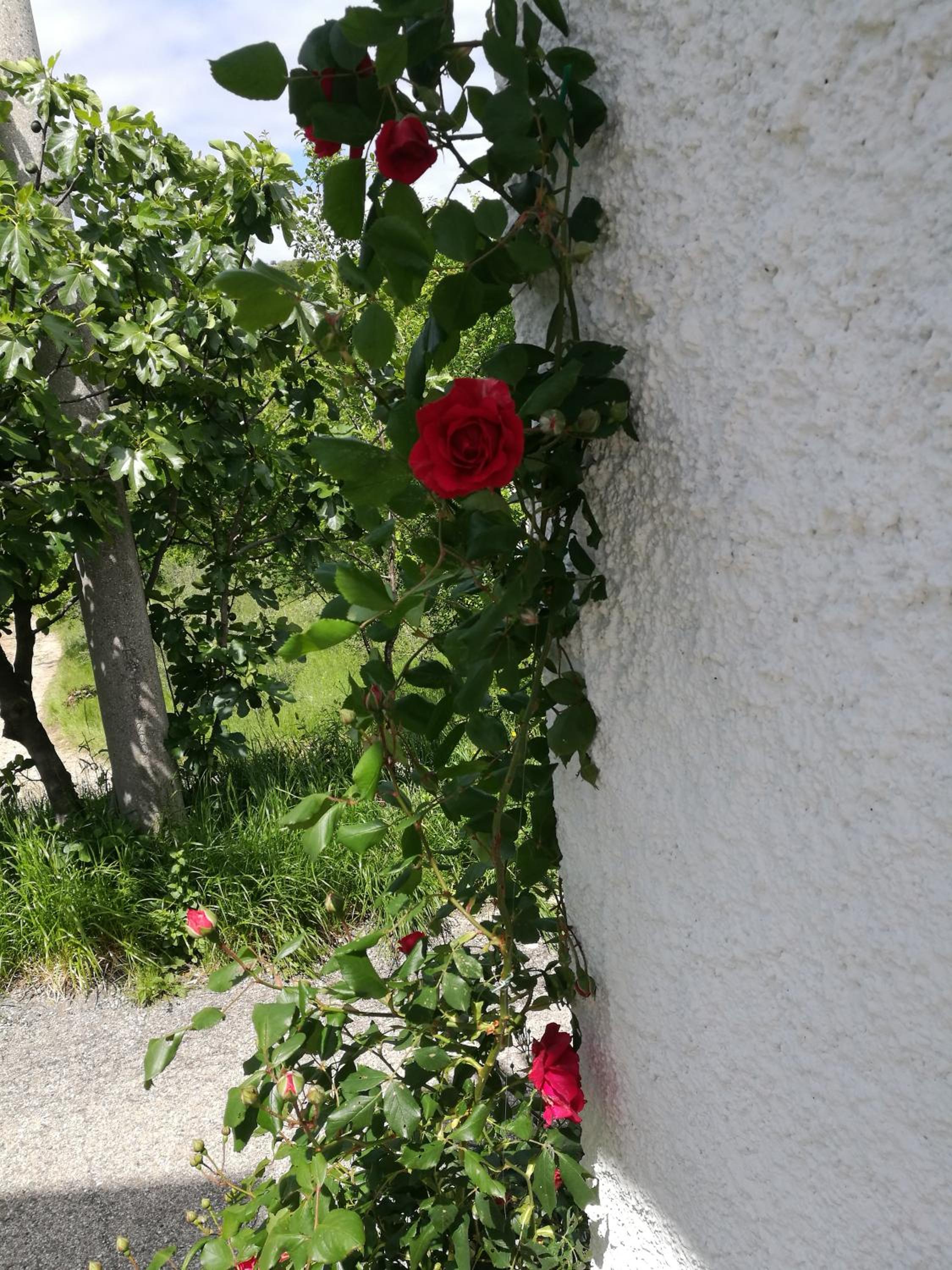 Dal Rosso