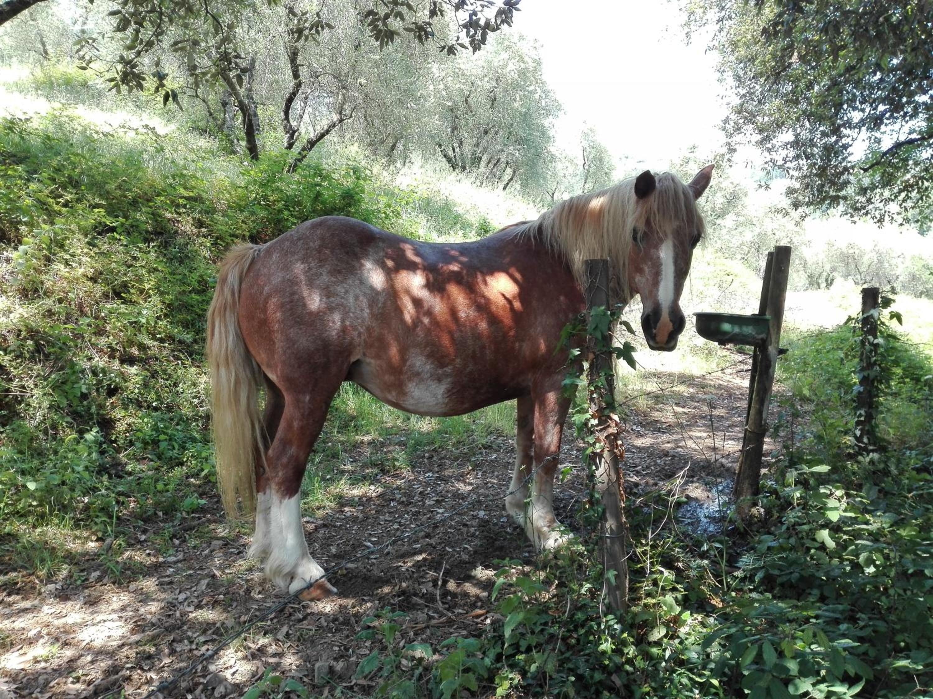 Fattoria di Fubbiano