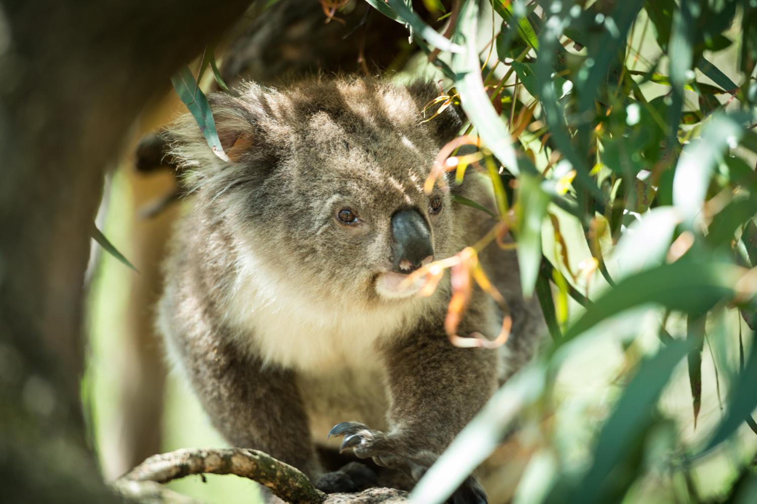 BIG4 Ingenia Holidays Phillip Island