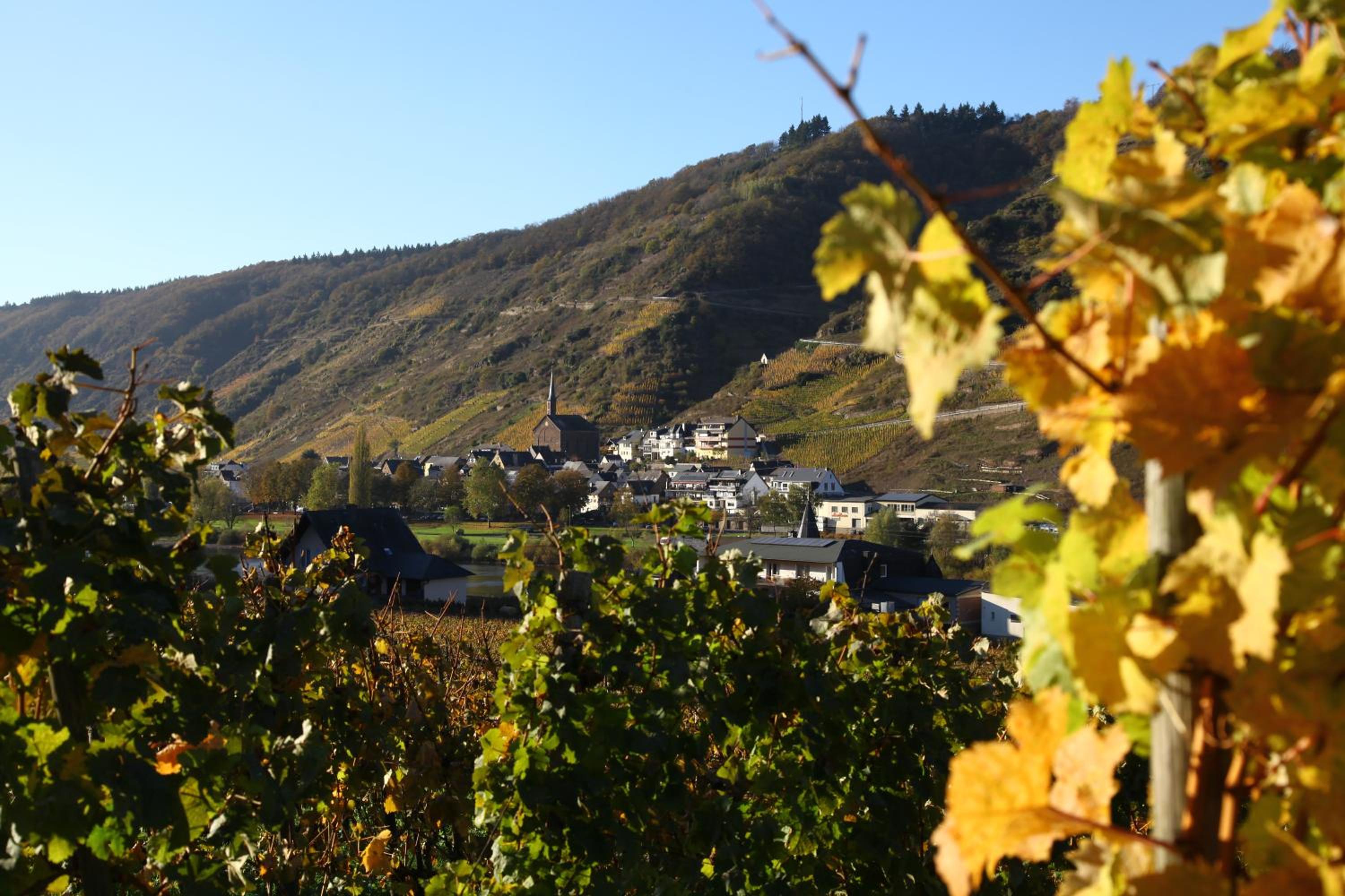 Ferienwohnung Moselblick-Stein
