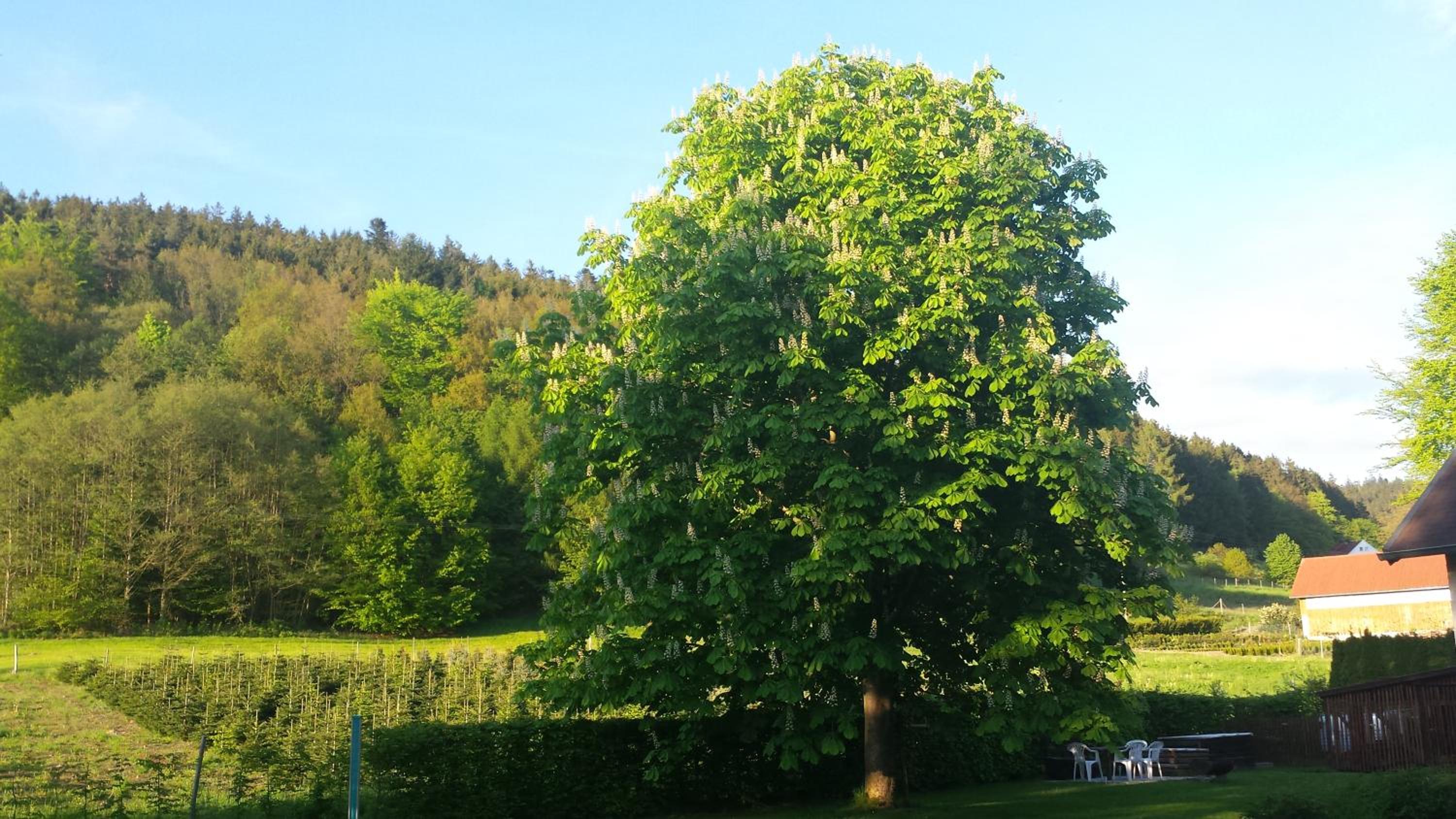 Haus Annemarie