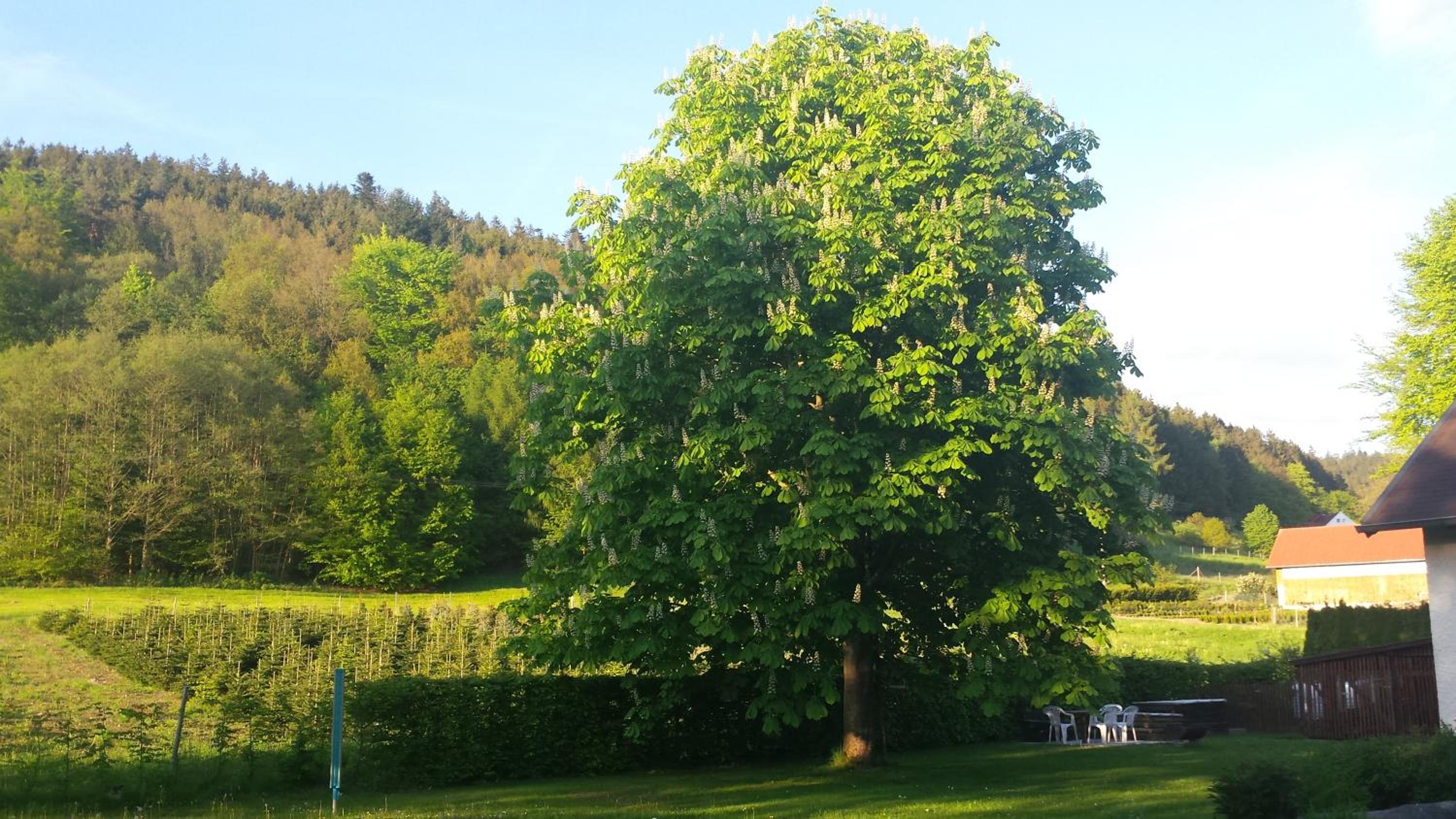 Haus Annemarie