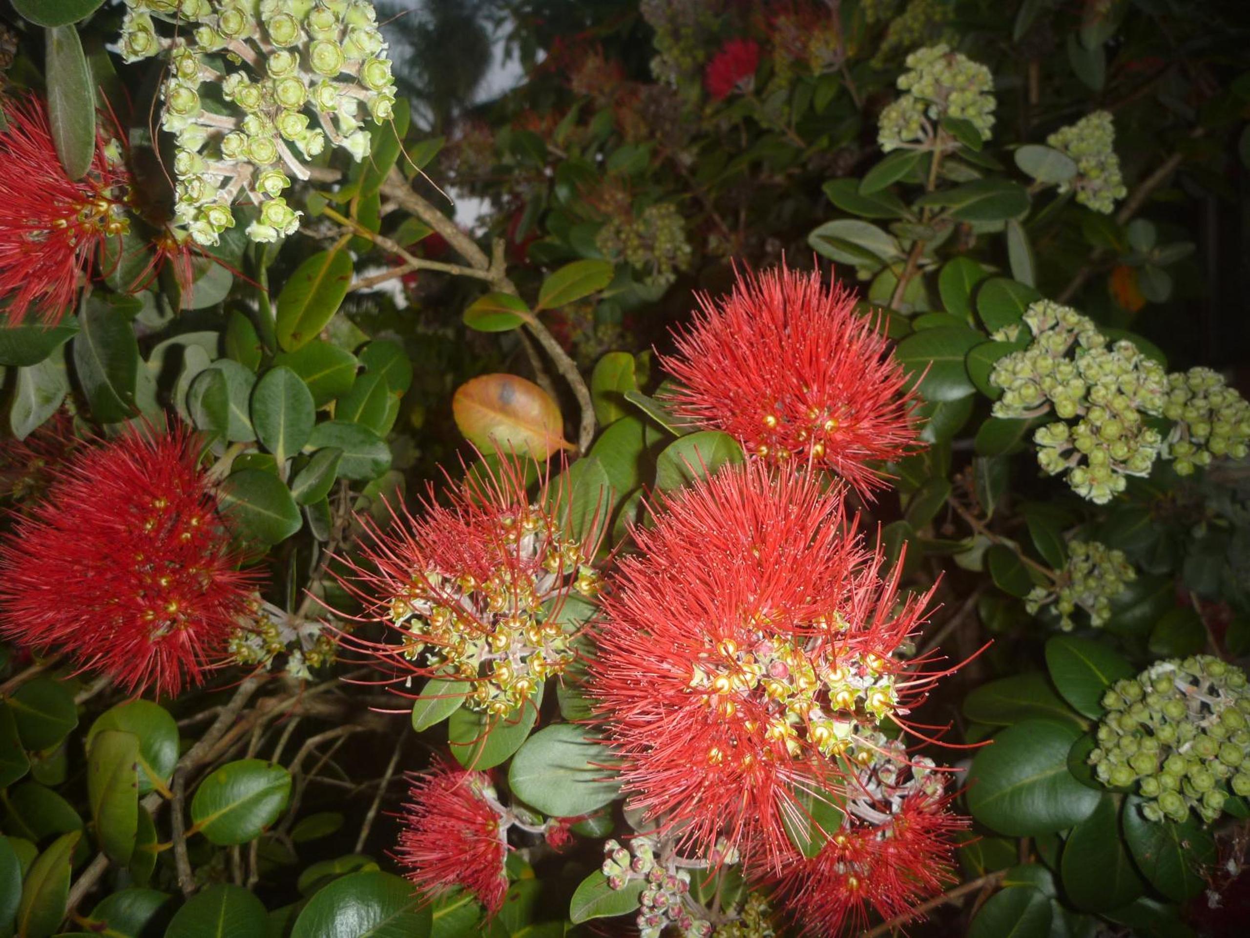 Pohutukawa Coast BnB