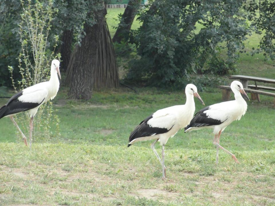 Photo 42