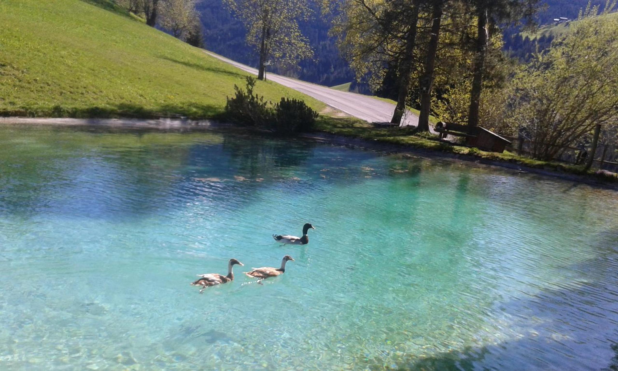 Pension Chalet Bergseegut