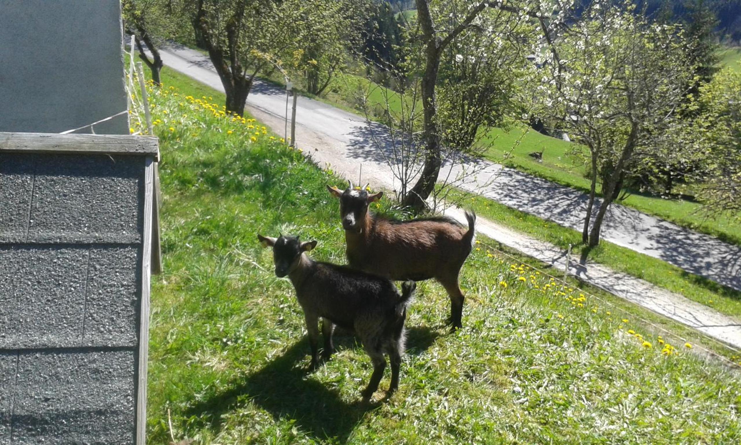 Pension Chalet Bergseegut