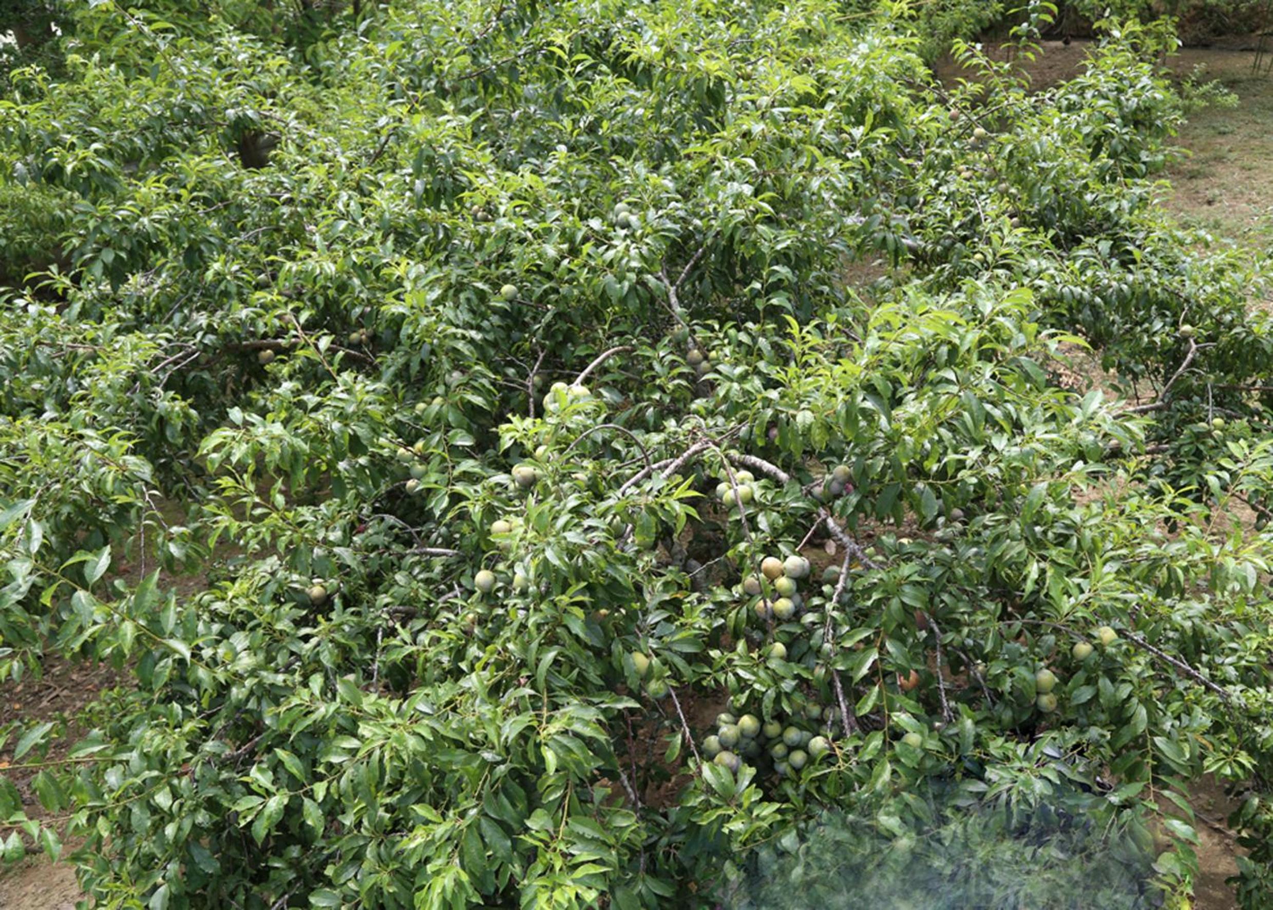 Sa House Bac Ha